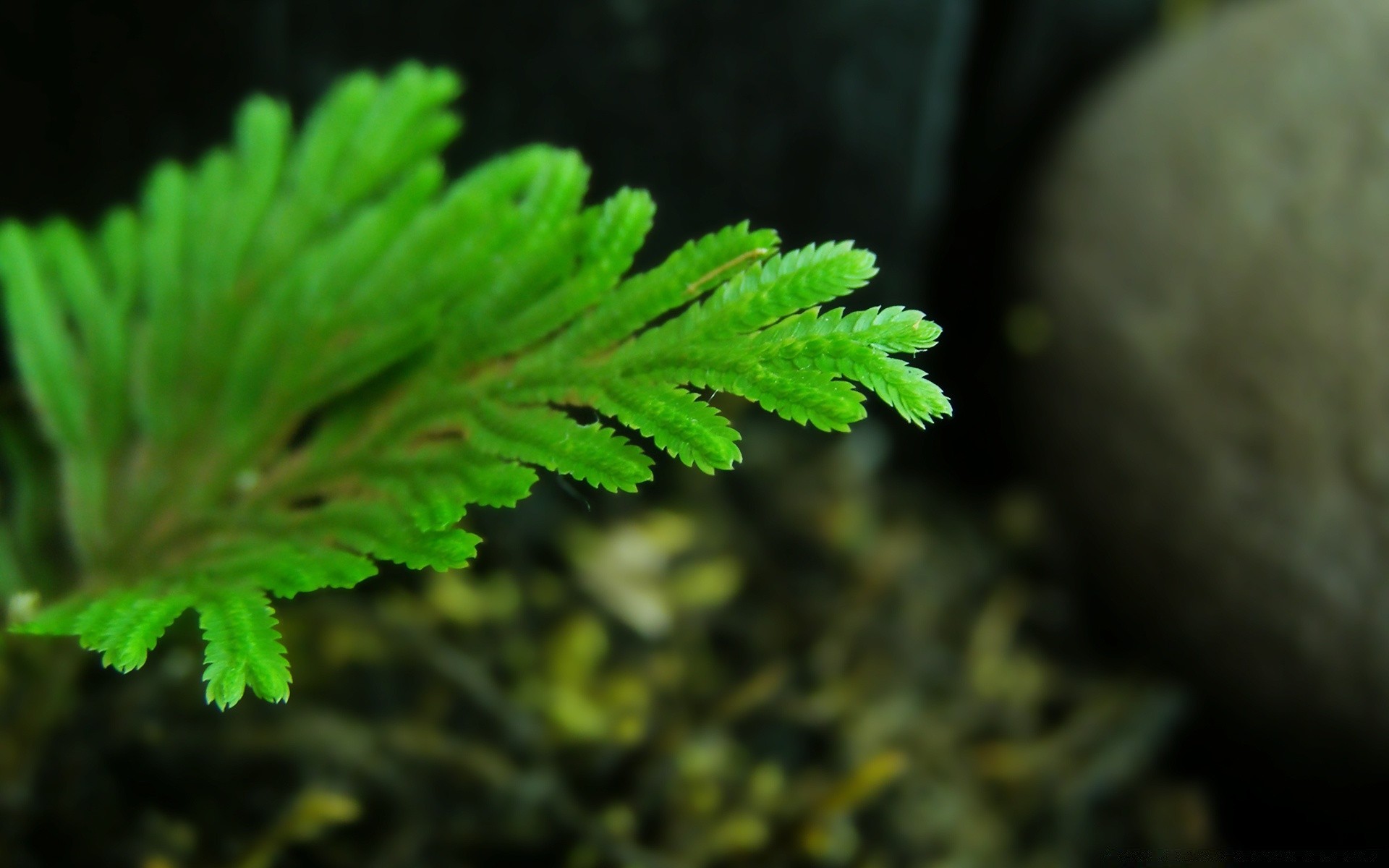 bitkiler yaprak doğa açık havada flora fern büyüme ortamlar ağaç yakın çekim tıp ahşap