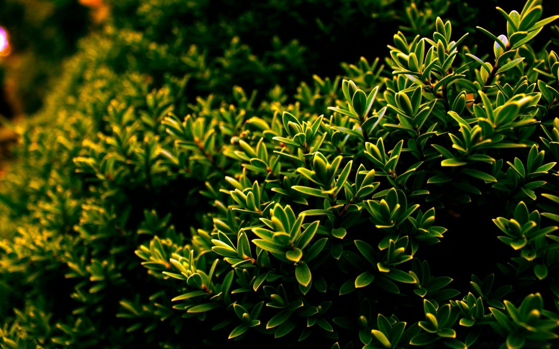 plantes flore nature feuille jardin arbre croissance arbuste bureau gros plan modèle evergreen bois environnement parc texture couleur été luxuriante à l extérieur