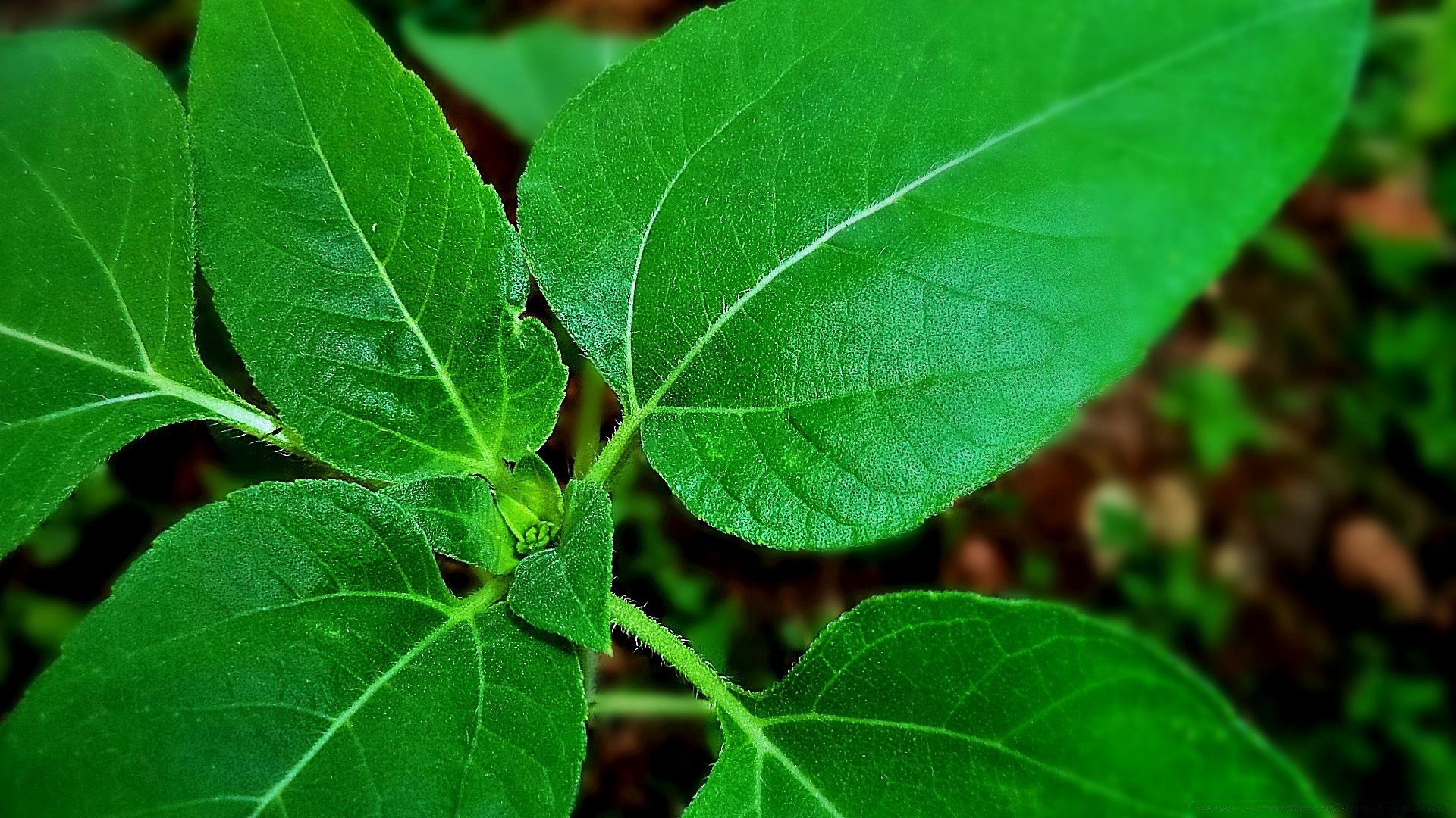 植物 叶 植物 自然 生长 特写 环境 新鲜 花园 食物 生态 草药 夏季