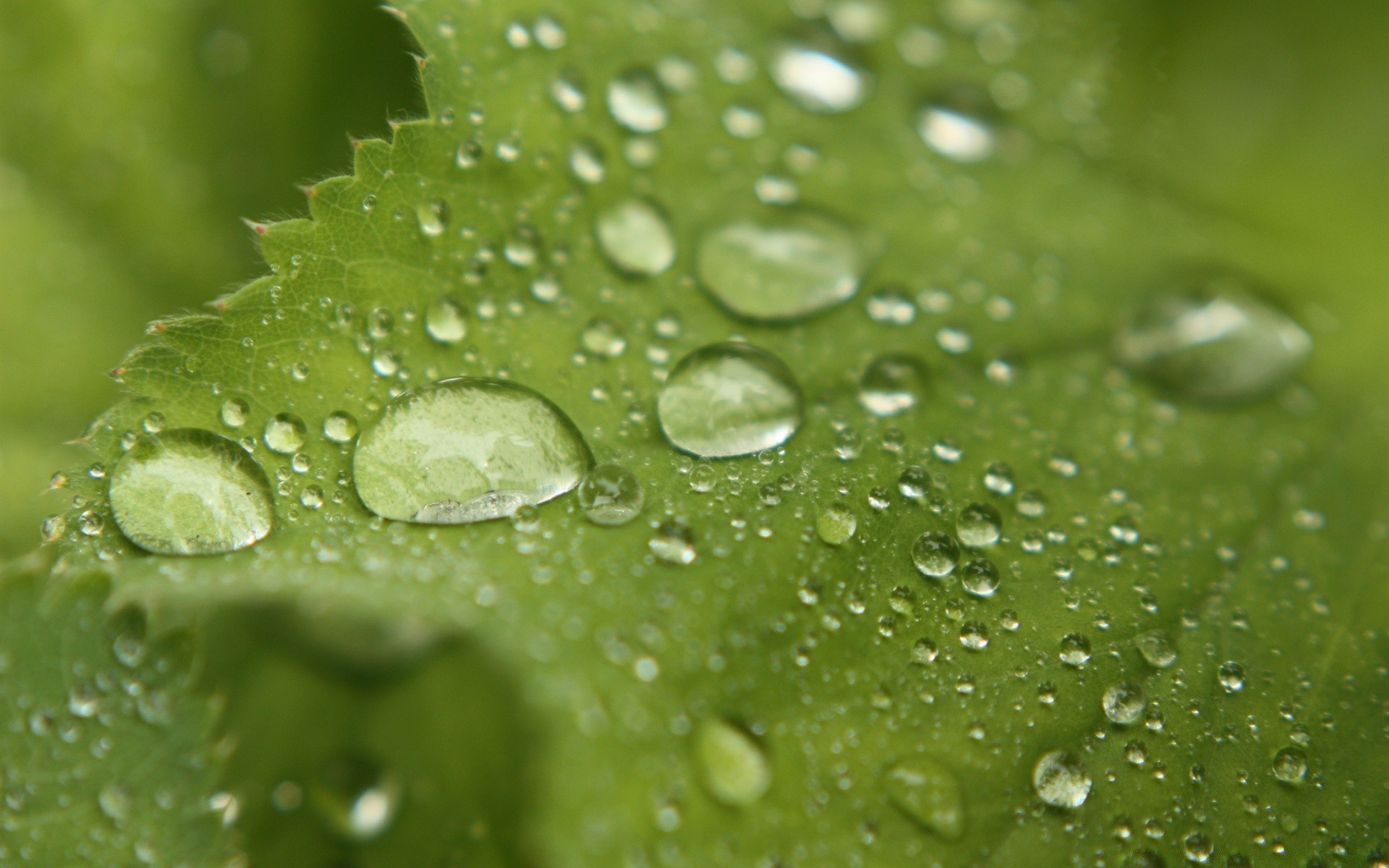 gouttelettes d eau pluie goutte rosée humide gouttes eau liquide pureté feuille gouttes bulle fraîcheur propre clair flore propre turquoise environnement