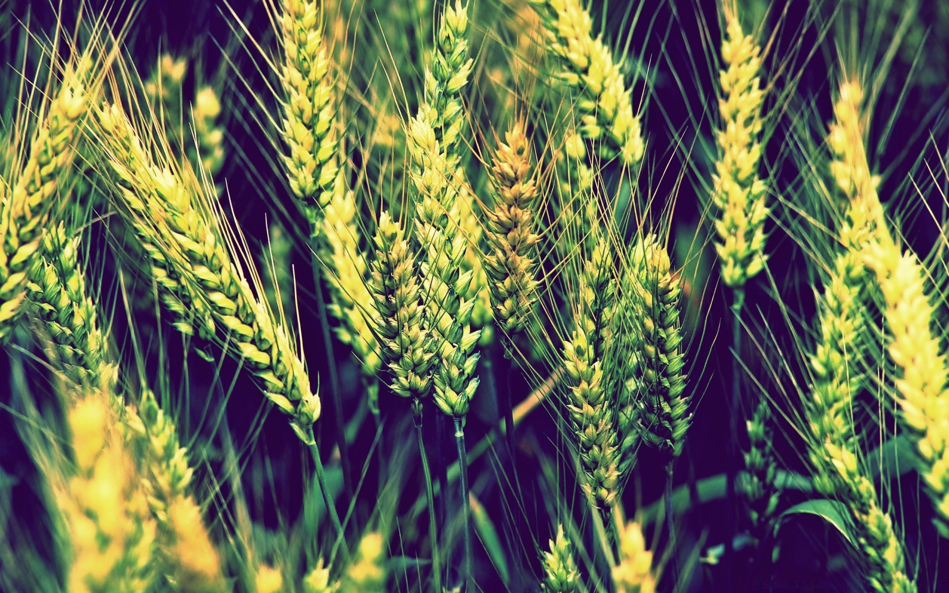 plantas cereais trigo pasto colheita centeio campo pão agricultura palha semente milho fazenda rural cevada pico crescimento verão comida farinha ouro