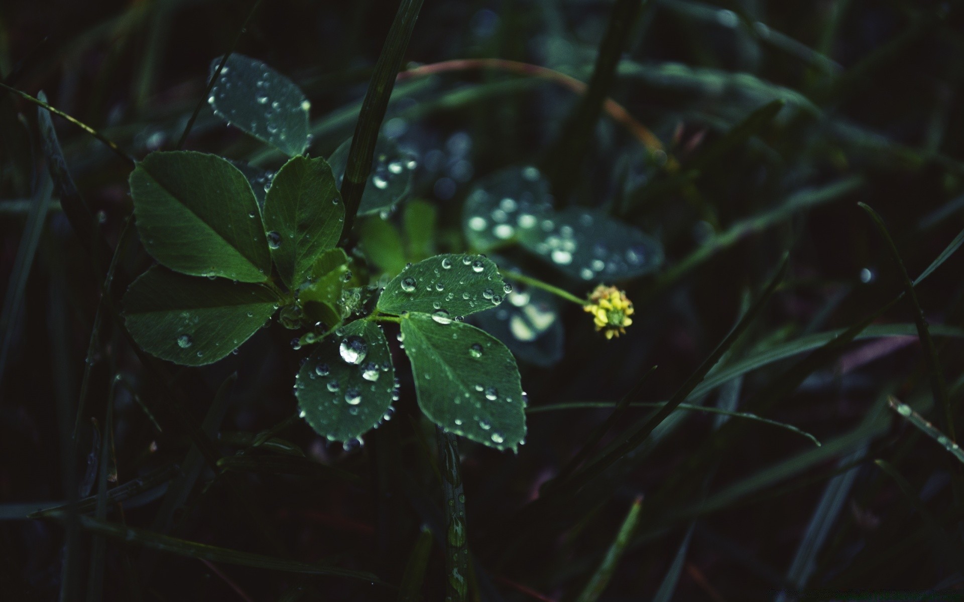 gouttelettes d eau pluie feuille chute fleur nature flou rosée lumière flore eau jardin environnement croissance