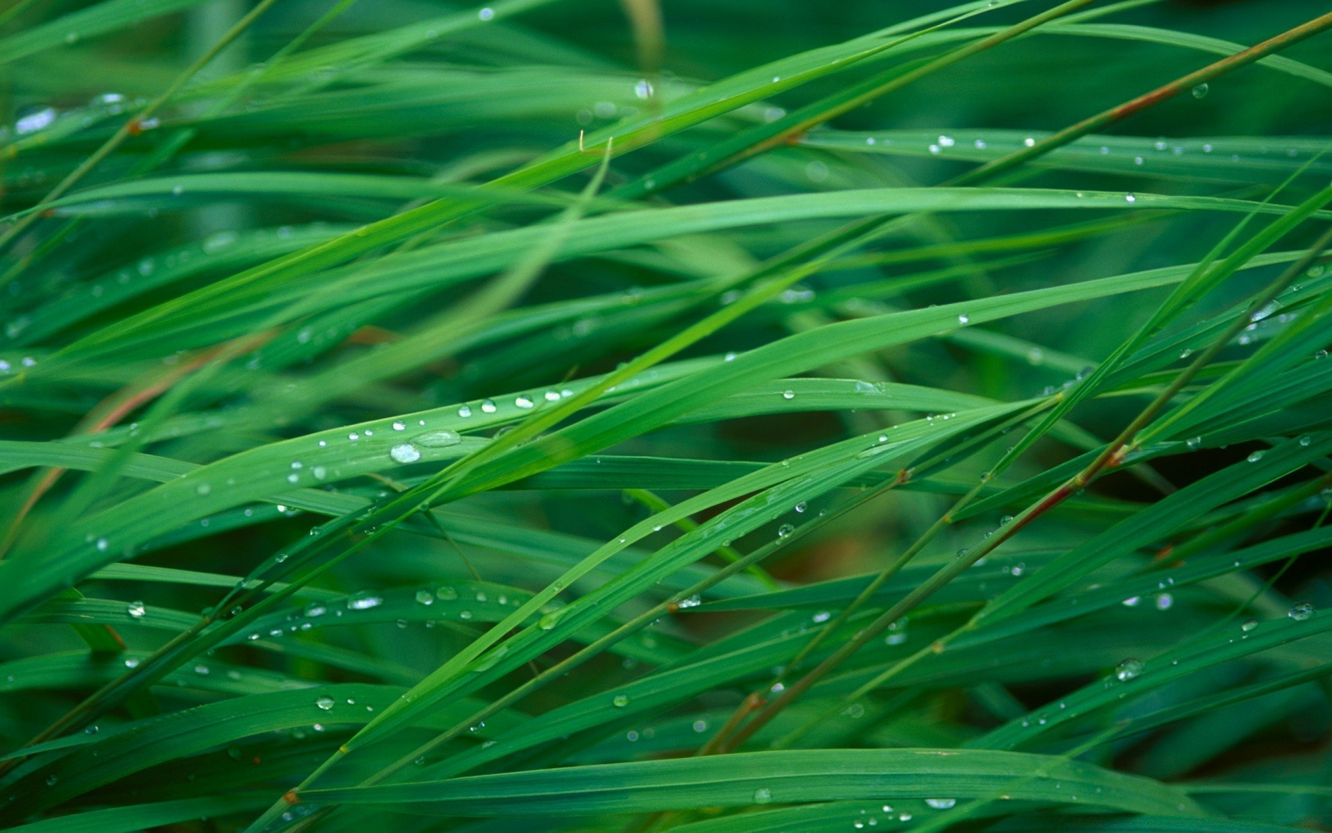 droplets and water dew leaf flora grass lush lawn growth blade rain freshness nature drop environment summer garden wet purity raindrop