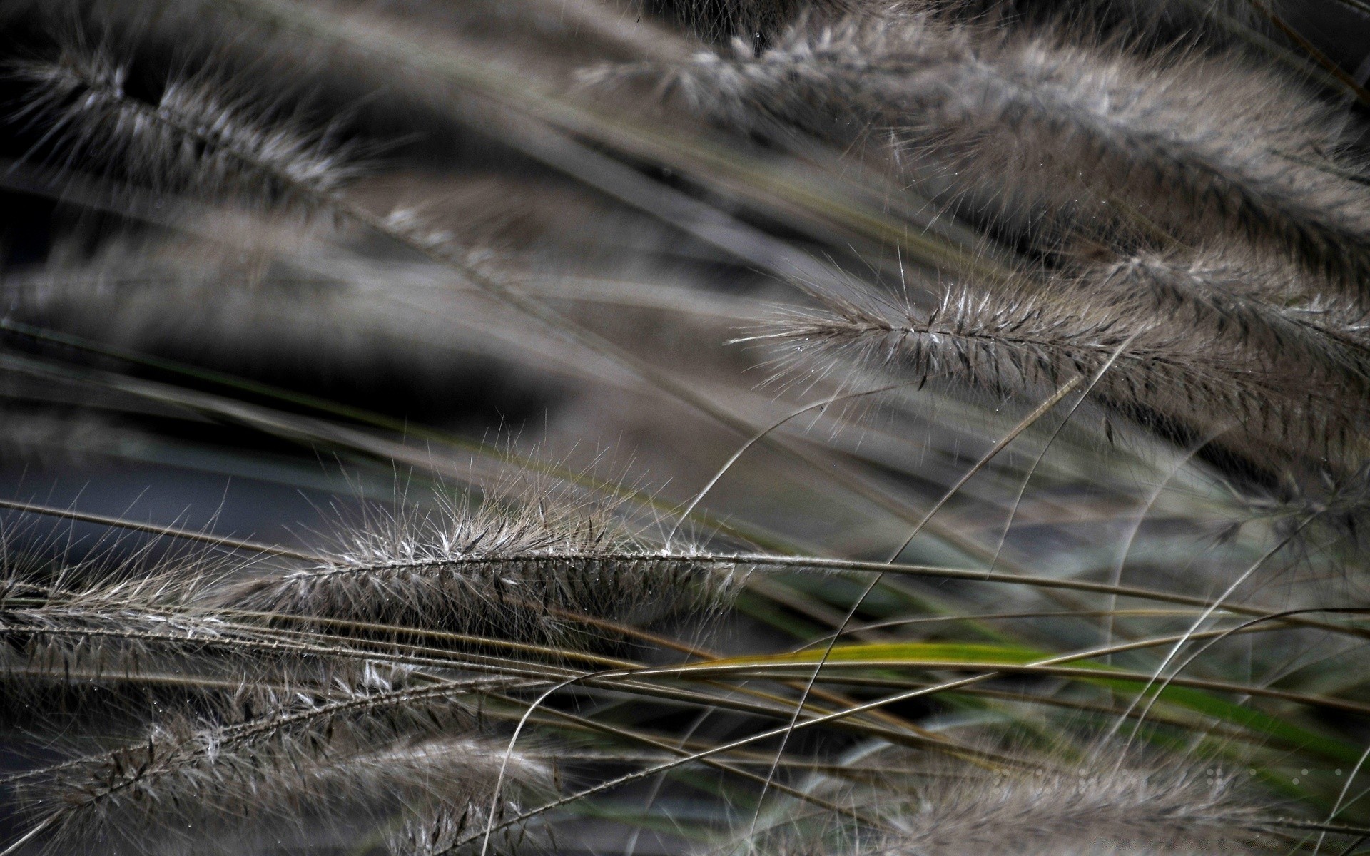 piante natura all aperto erba primo piano sfocatura luce piuma flora