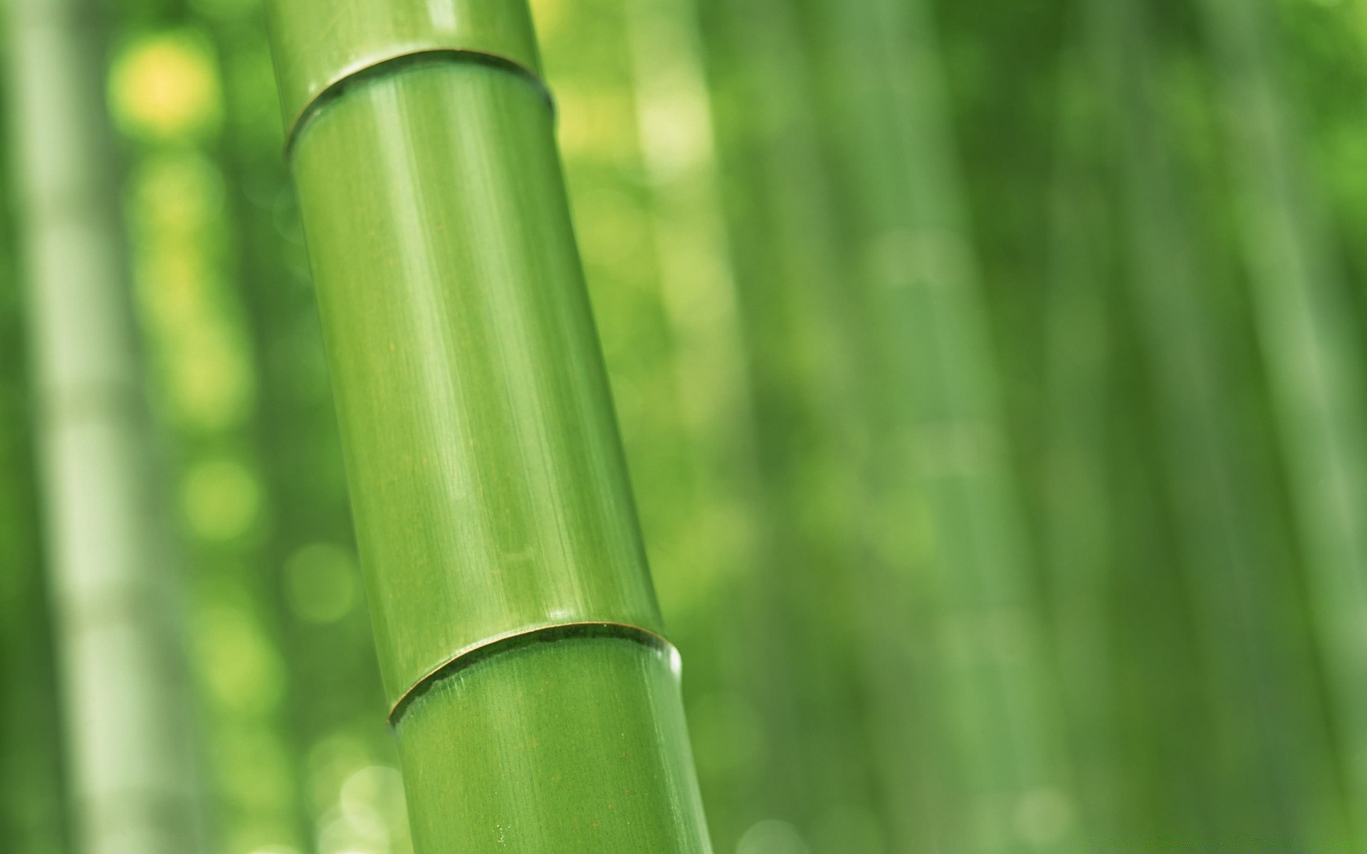 植物 叶 竹 生长 自然 植物 茂盛 生态 户外 夏天 明亮 花园 草 热带 露 果壳 雨 环境 禅