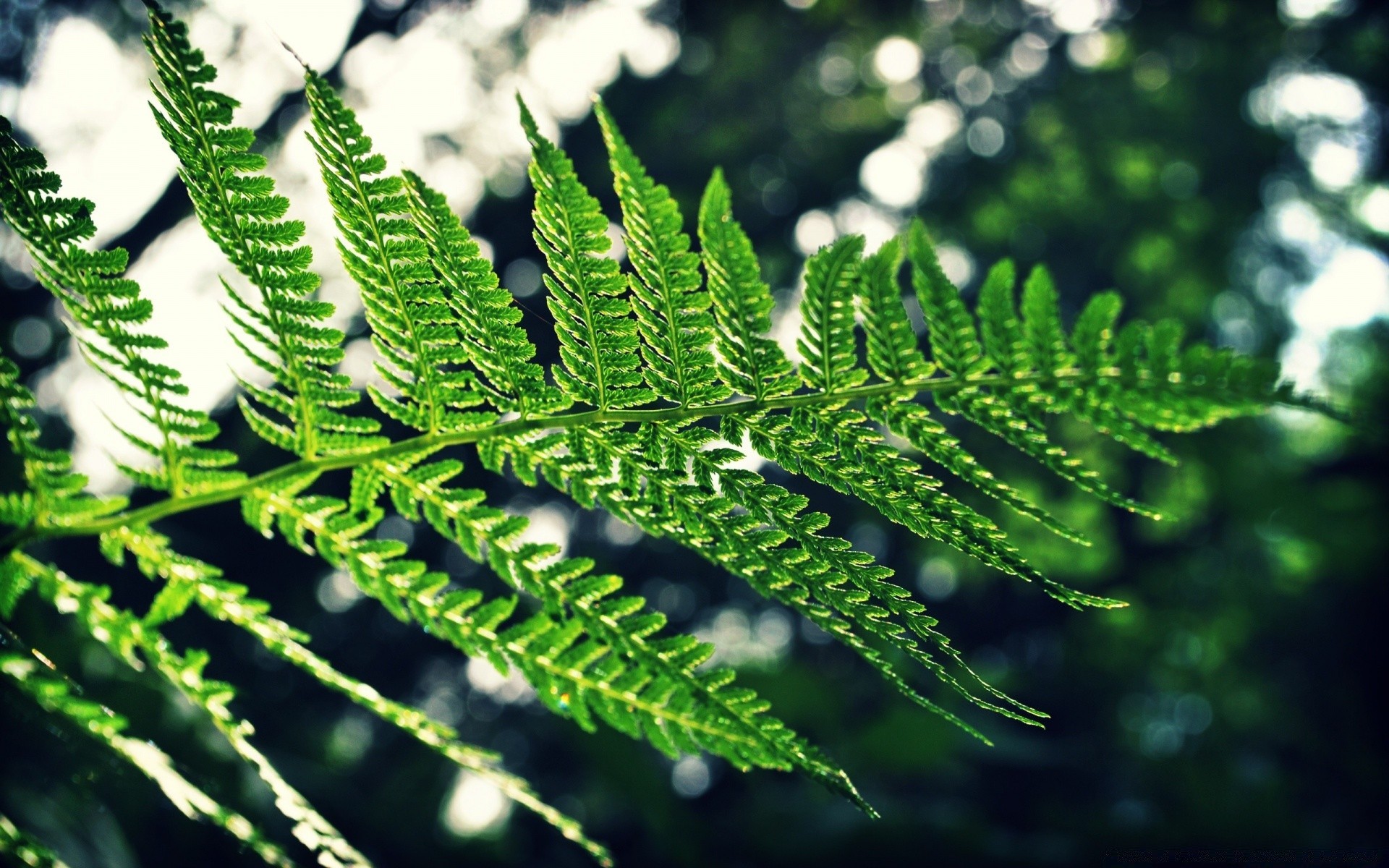 plantas flora hoja naturaleza fern medio ambiente al aire libre árbol escritorio crecimiento verano jardín primer plano exuberante fronda color frescura ecología patrón madera