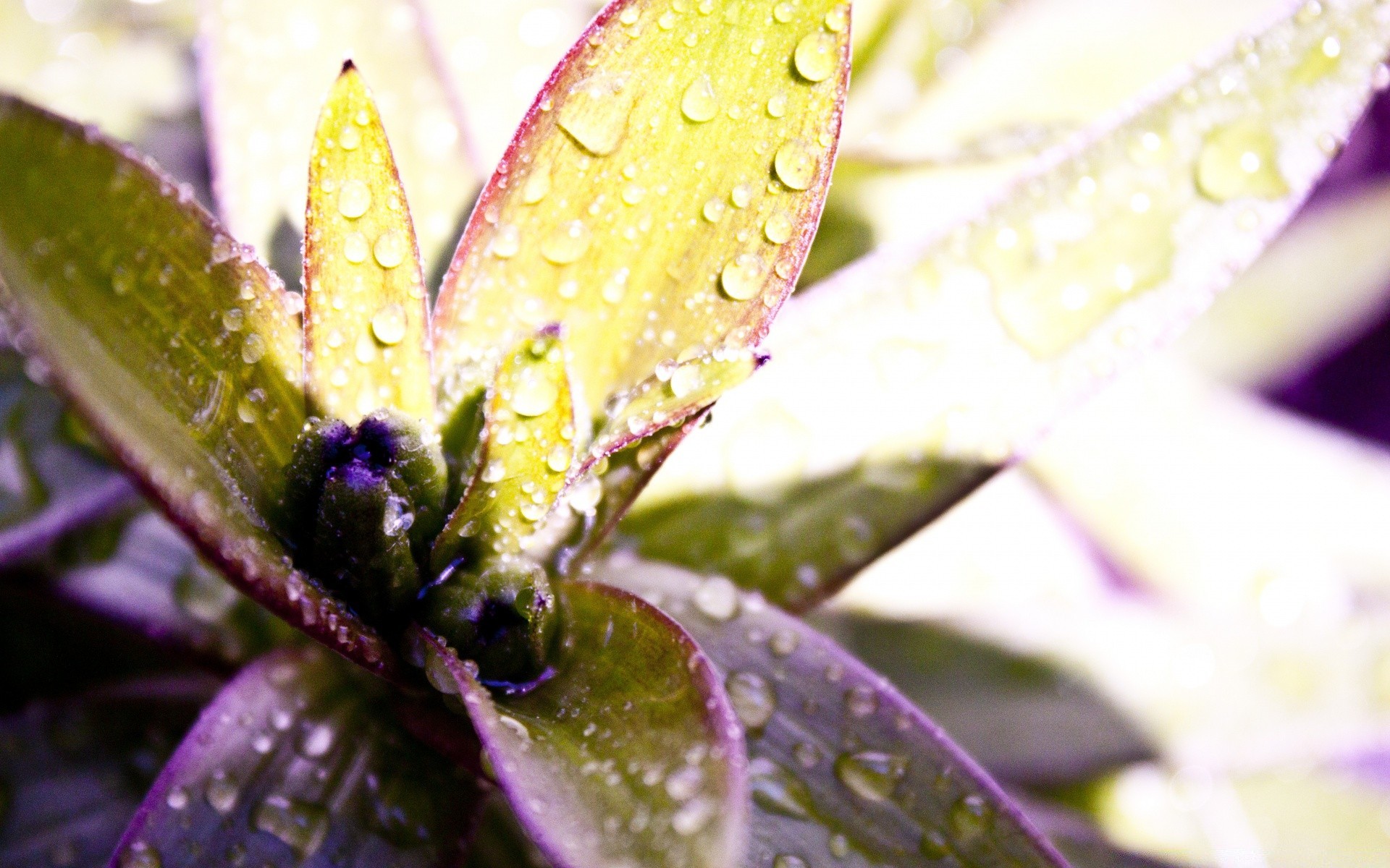 gotas e água natureza folha flora chuva flor orvalho verão queda jardim água ao ar livre cor molhado luz bela brilhante close-up borrão