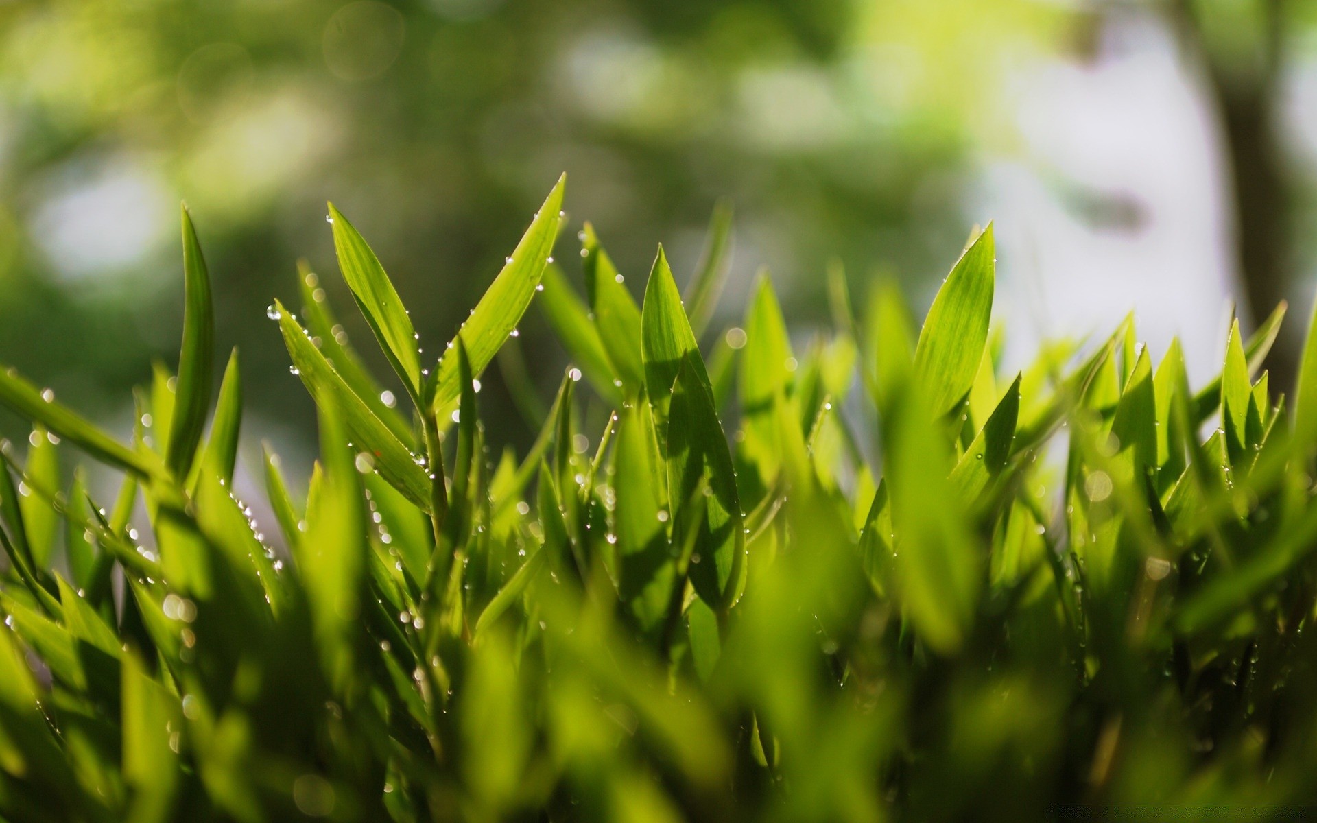 goccioline e acqua erba foglia lussureggiante crescita prato natura flora estate rugiada giardino all aperto ambiente ecologia luminoso fieno sfocatura pioggia bel tempo lama