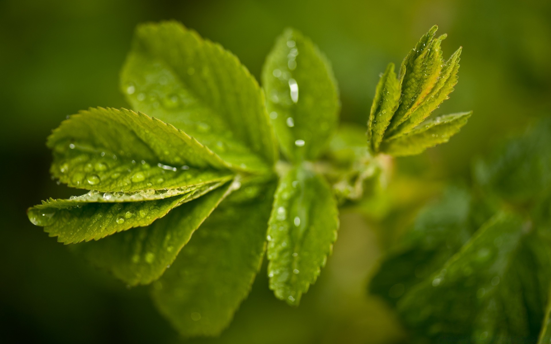 plants leaf nature flora growth rain garden freshness dew lush dof summer