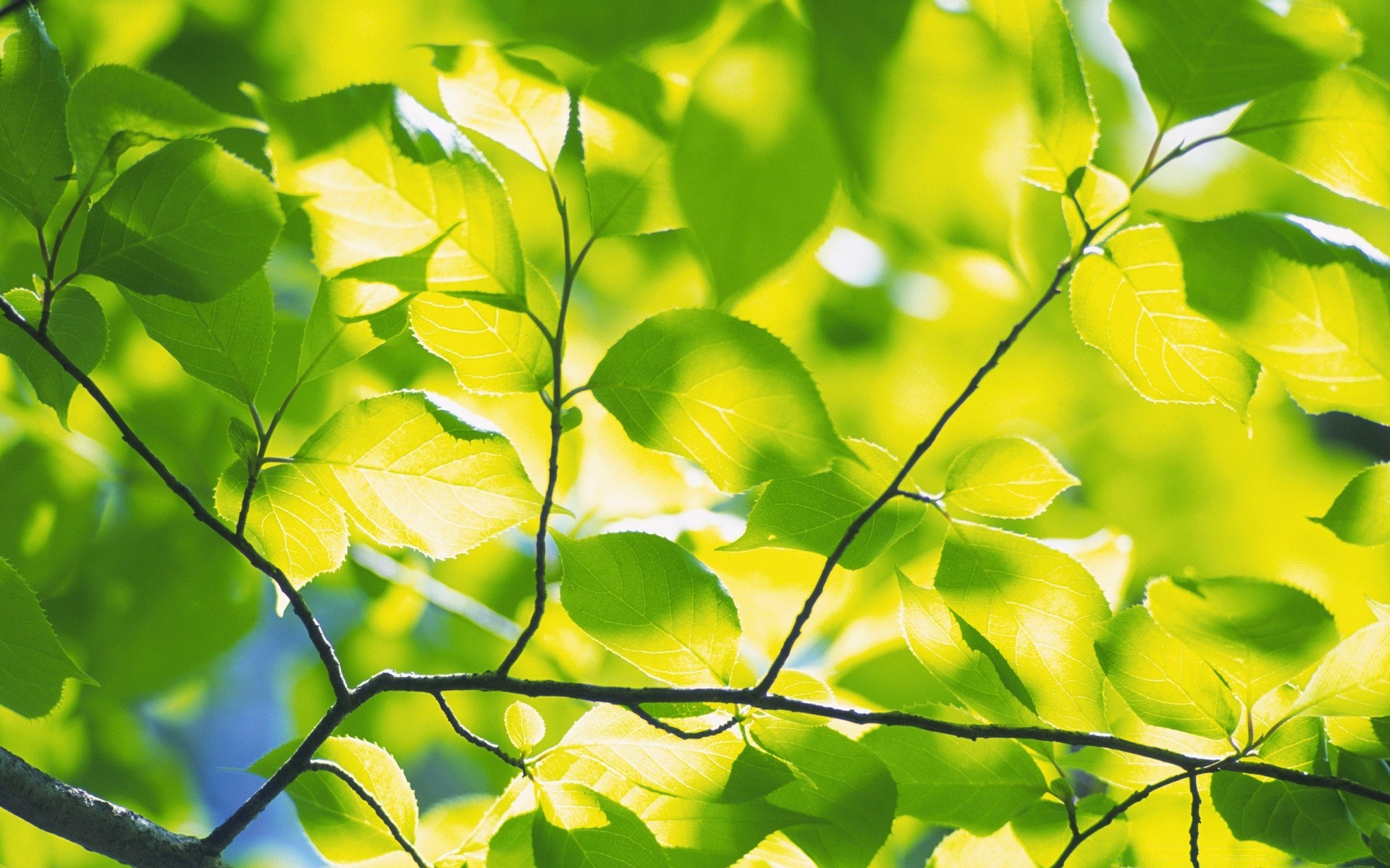 pflanzen blatt flora wachstum natur hell sommer frische üppig gutes wetter garten umwelt schließen filiale baum farbe sonne hell desktop ökologie