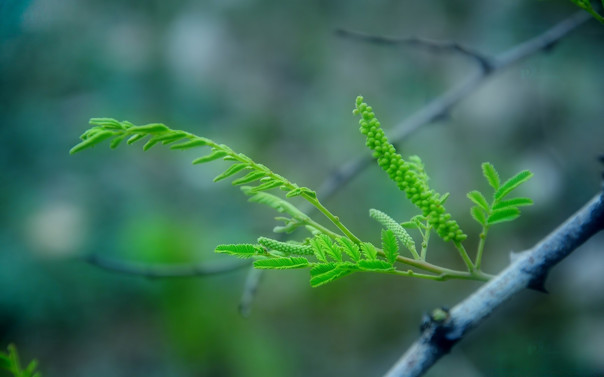 plantas folha flora natureza crescimento ambientes árvore ao ar livre jardim exuberante chuva verão ramo frescor close-up borrão fern grama cor biologia