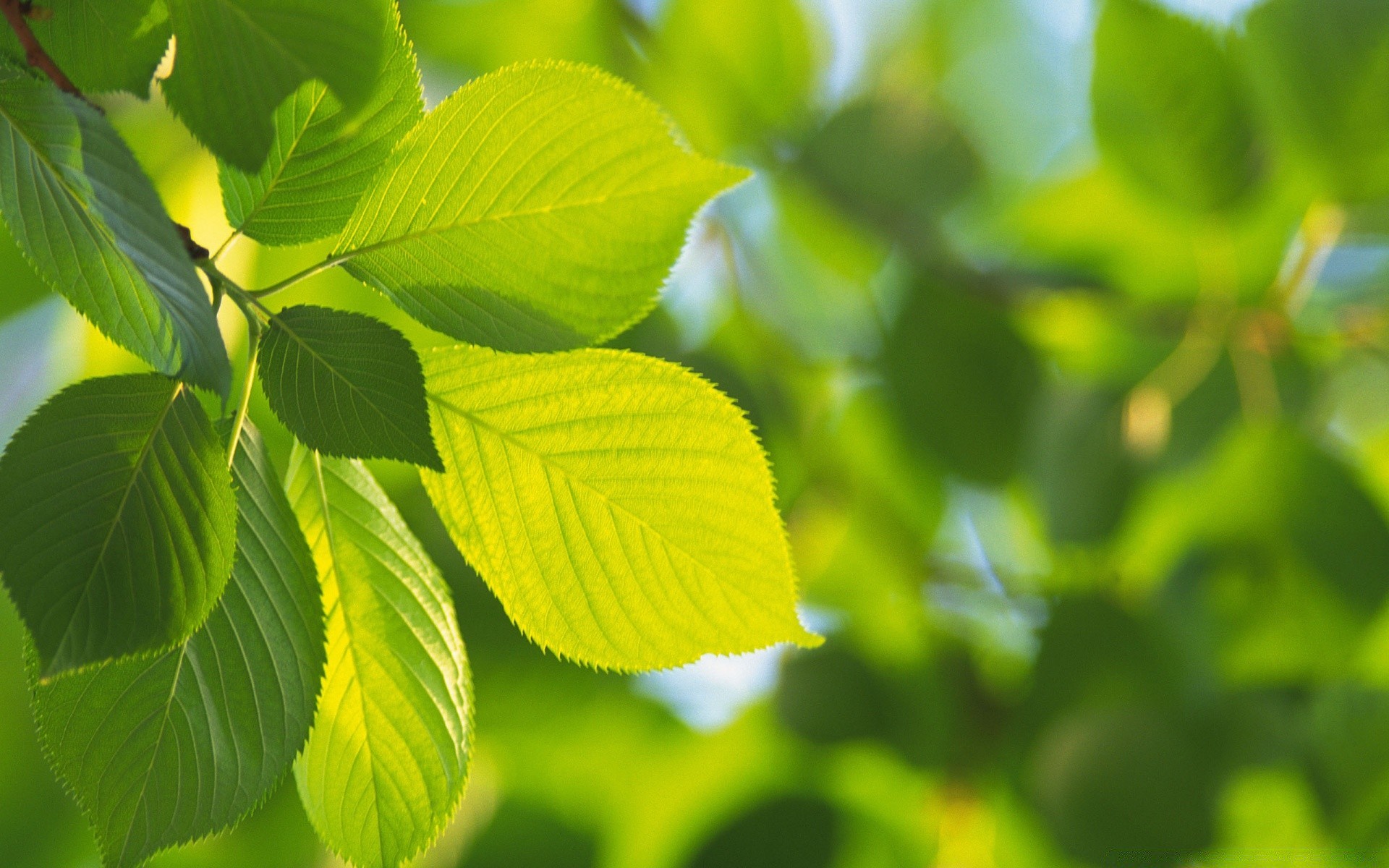 plantes feuille nature flore croissance été lumineux luxuriante environnement jardin extérieur beau temps gros plan arbre