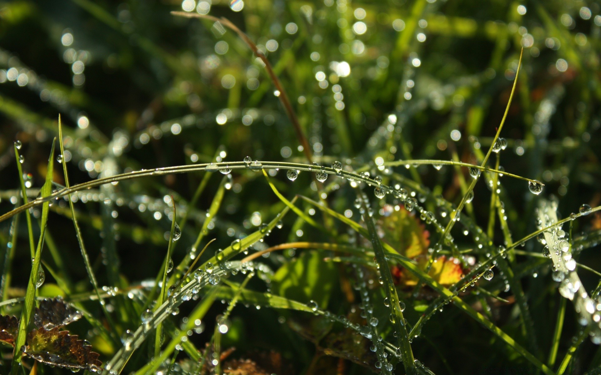 goccioline e acqua rugiada natura pioggia alba erba caduta flora estate foglia giardino ambiente primo piano all aperto bagnato crescita ragno bel tempo pulito sole