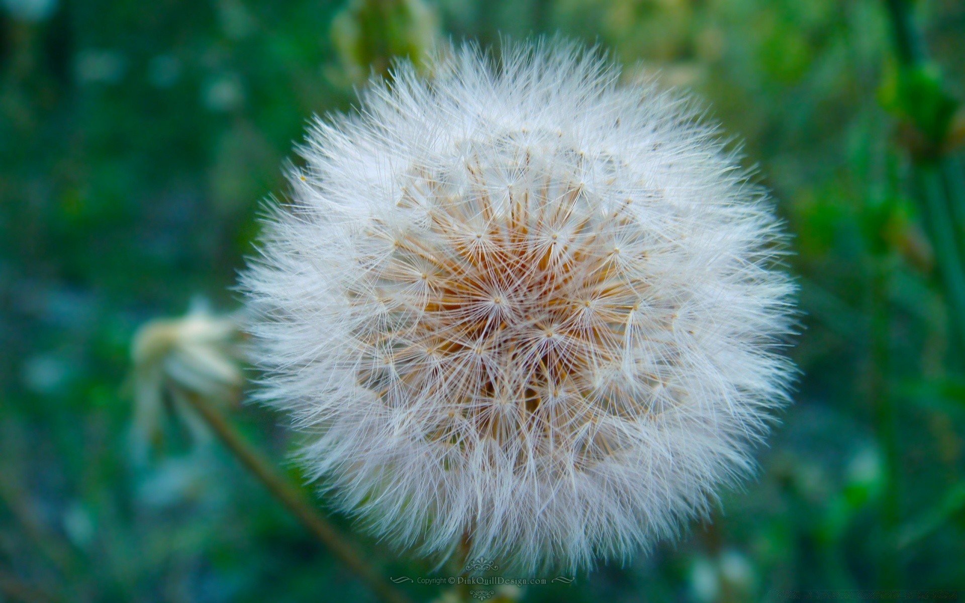 plantes pissenlit flore nature fleur herbe graines été gros plan croissance jardin à l extérieur couleur feuille