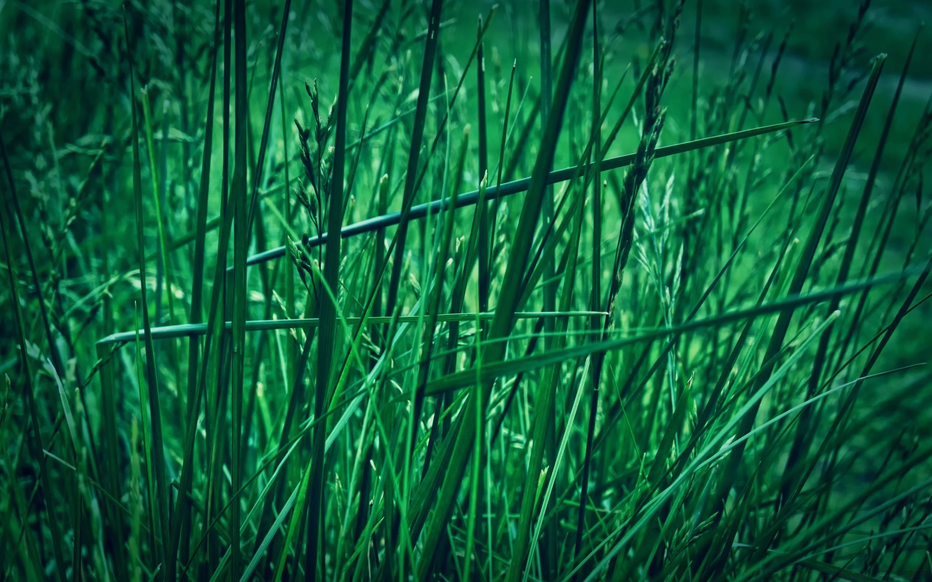 plantas hierba flora crecimiento naturaleza hoja escritorio medio ambiente exuberante césped jardín heno al aire libre