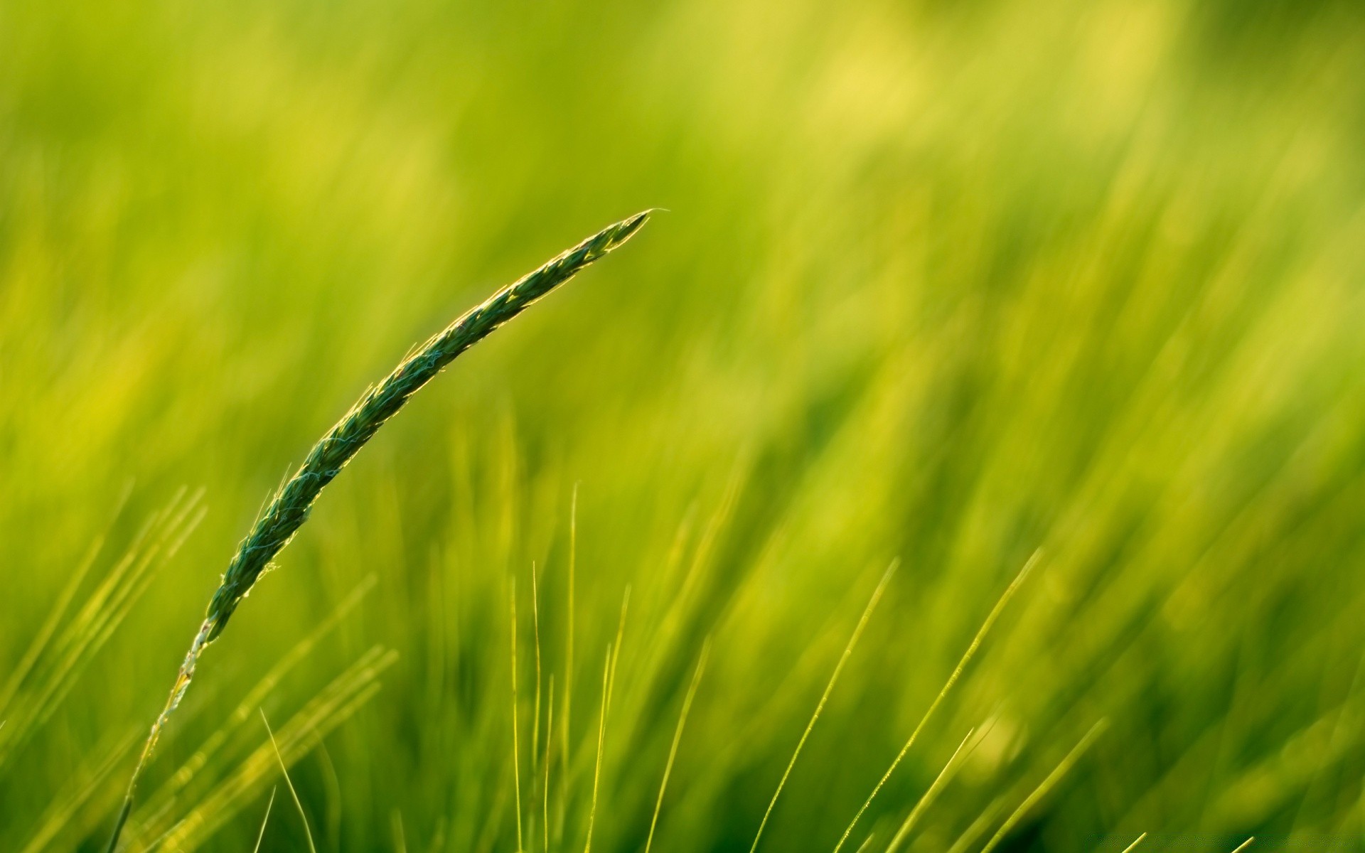 plantes herbe nature croissance champ rosée aube flore été soleil pelouse feuille rural