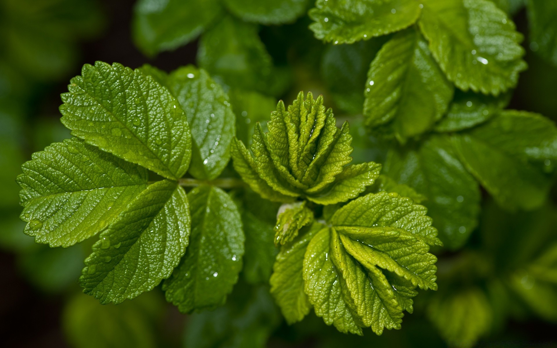 plantas hoja naturaleza flora hierbas crecimiento frescura exuberante aromático