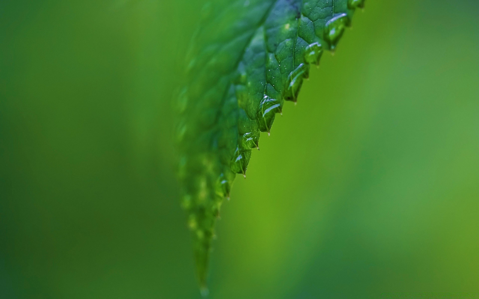 plantas hoja naturaleza rocío lluvia flora crecimiento caída desenfoque al aire libre dof hierba exuberante jardín ecología limpieza medio ambiente verano gotas gotas