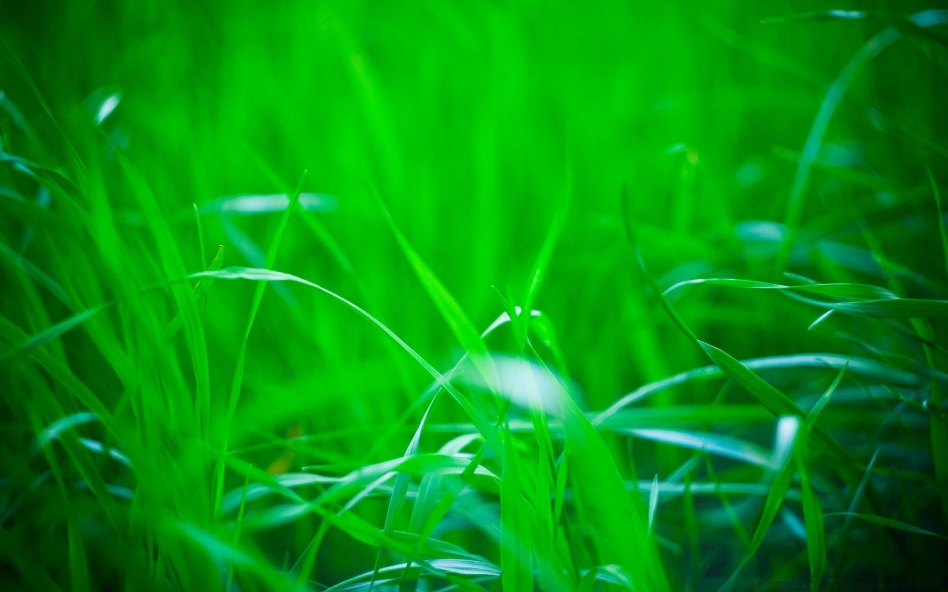 plantes herbe jardin pelouse foin flore feuille nature croissance luxuriante été environnement lumière champ pluie aube couleur lame beau temps pâturage soleil