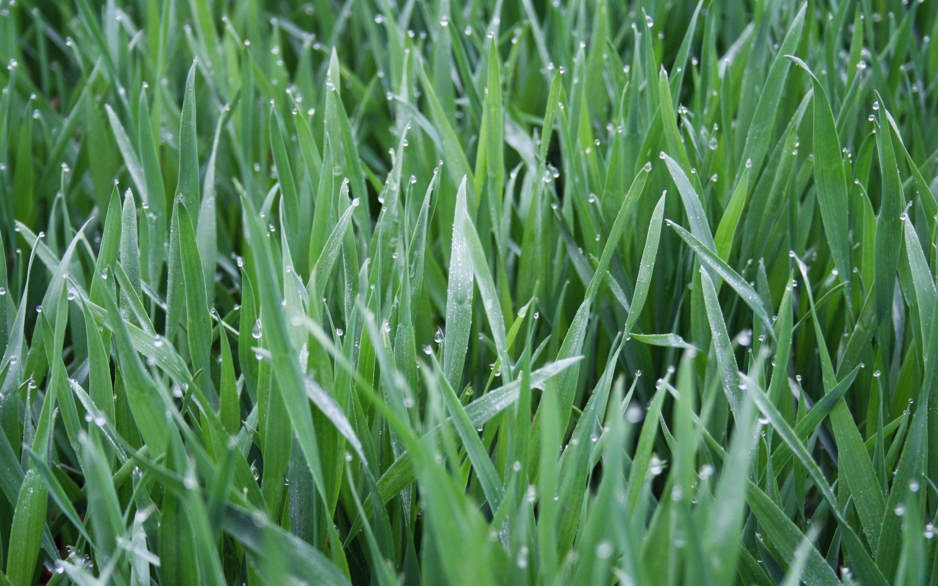 gouttelettes et eau pelouse herbe cour gazon croissance luxuriante lame champ flore foin jardin feuille rosée sol sol environnement herbeux verdure herbe de blé lumineux