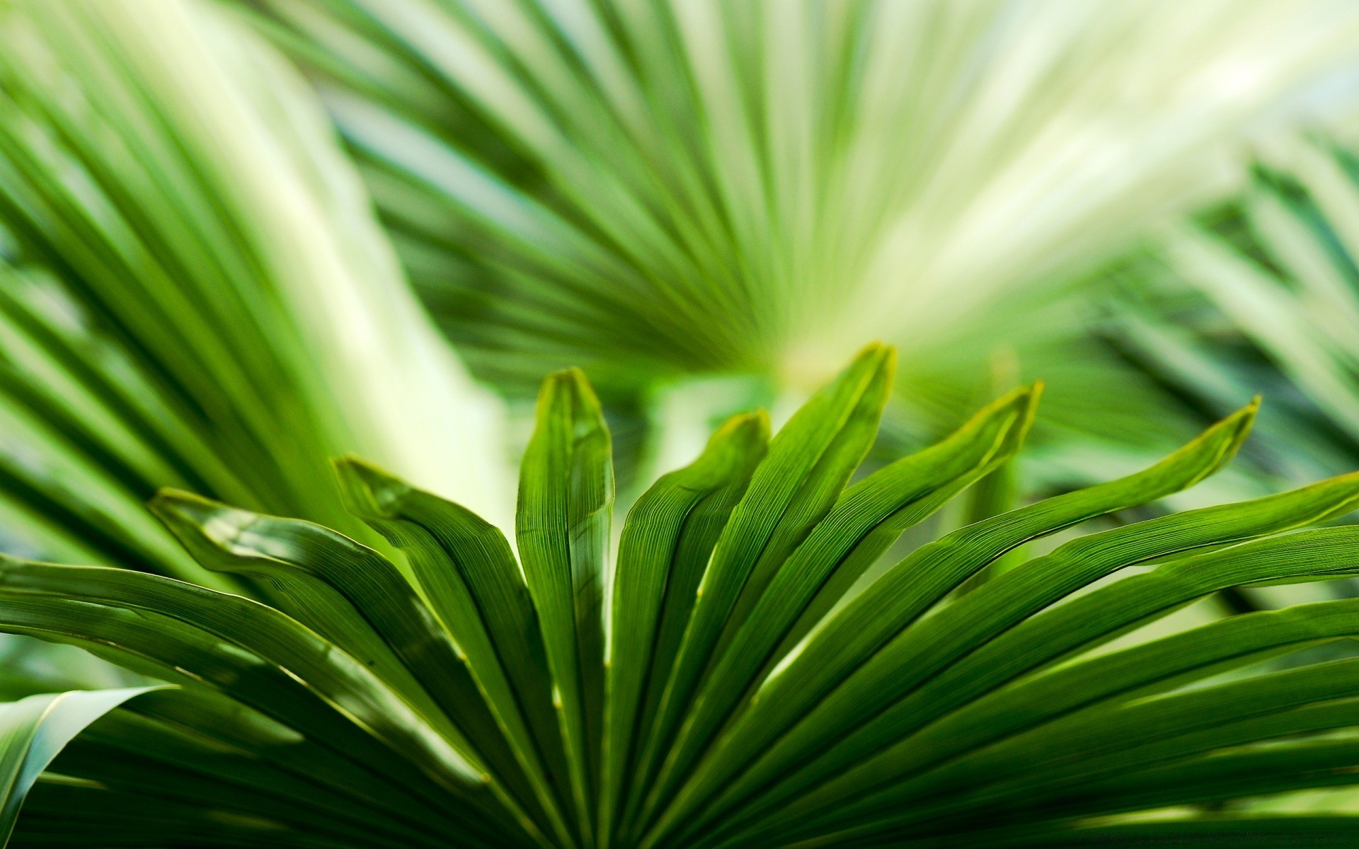 plantes feuille nature flore croissance luxuriante pluie été lumineux jardin chute rosée ecologie en plein air