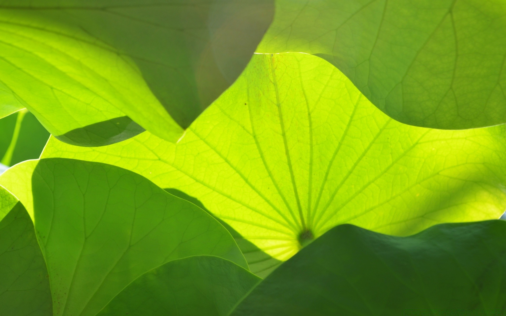 pflanzen blatt flora natur wachstum hell sommer umwelt adern garten schließen üppig farbe ökologie desktop botanisch harmonie