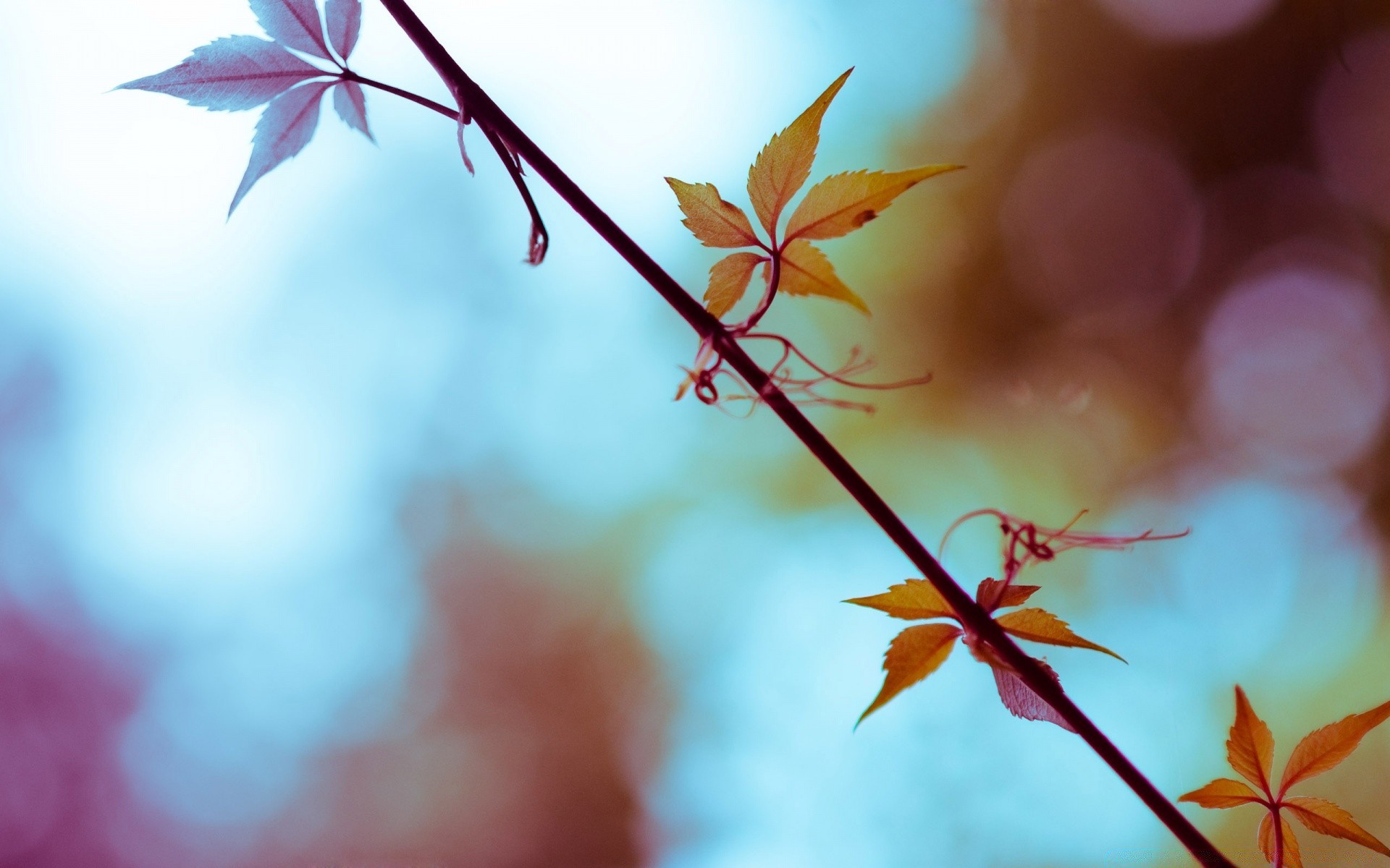 piante natura foglia sfocatura all aperto autunno albero flora fiore bel tempo estate