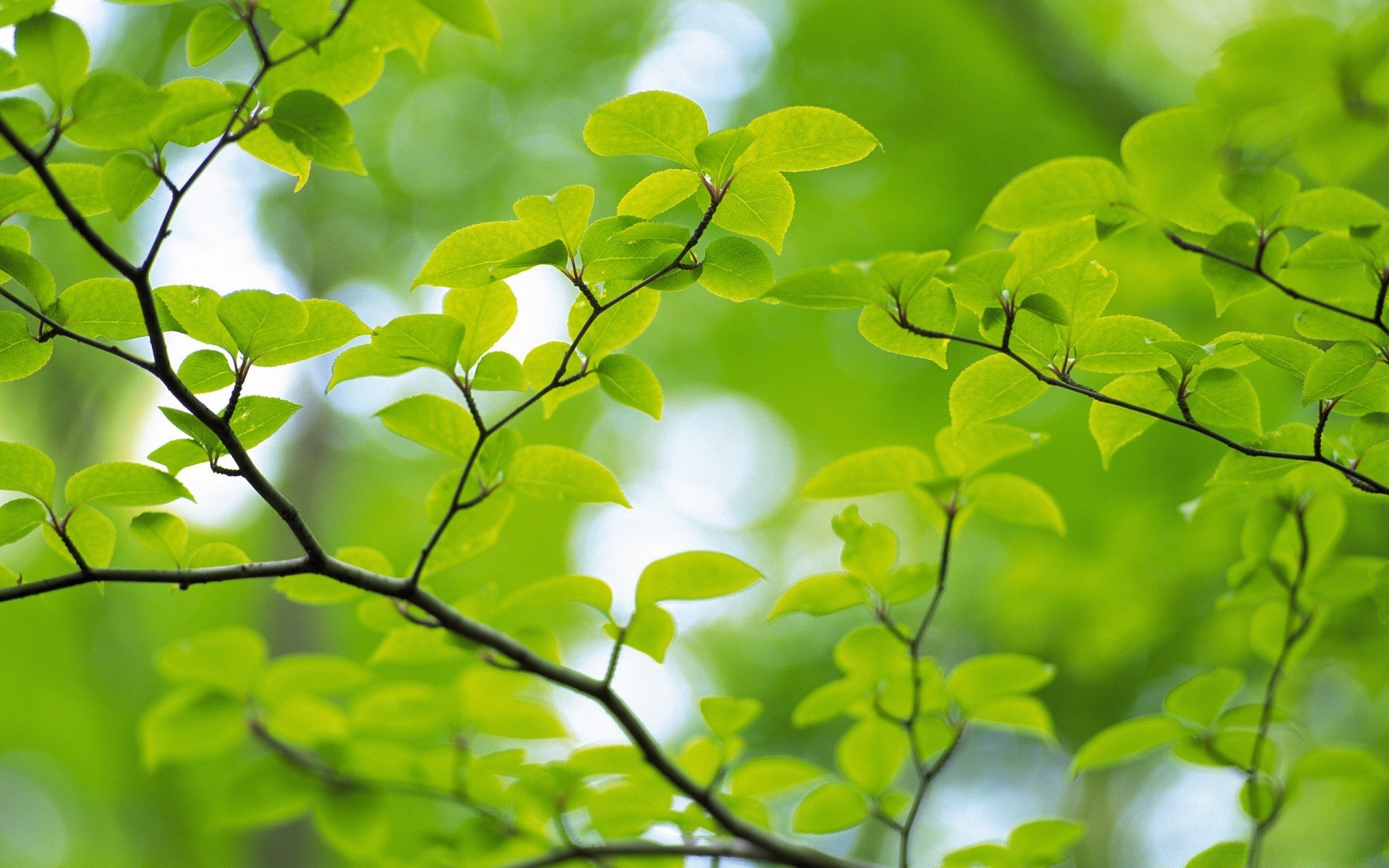 rośliny liść wzrost flora bujne natura jasne drzewo oddział dobra pogoda lato środowisko świeżość ogród ekologia słońce na zewnątrz