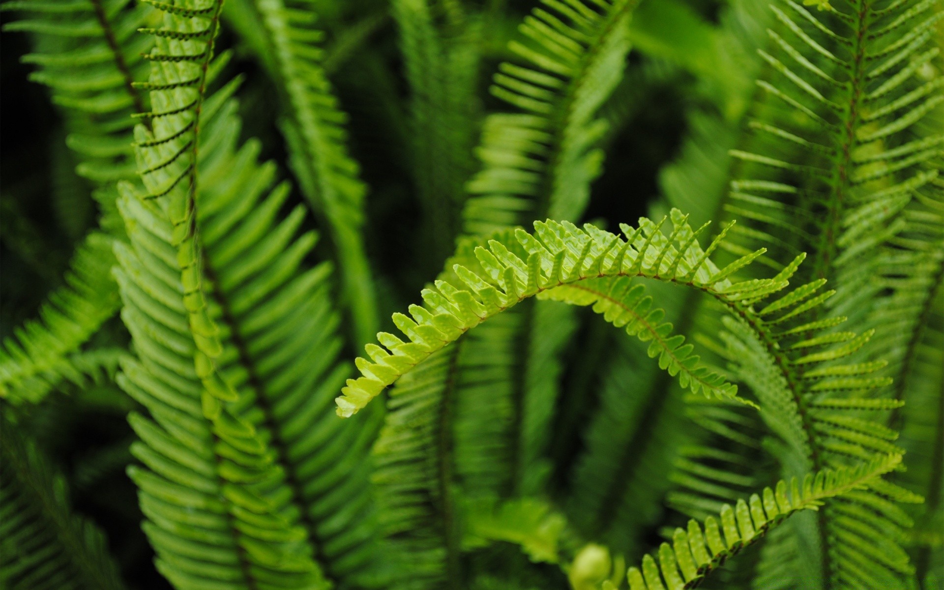 plants fern leaf flora nature frond wood outdoors garden growth lush rain light biology summer