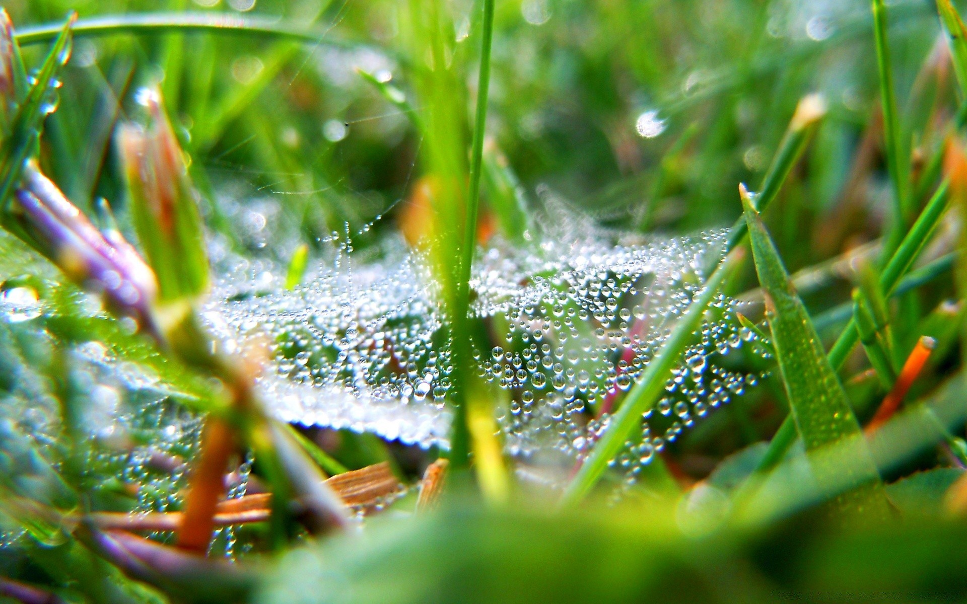 bitkiler çiy yaprak doğa yağmur flora düşme bahçe örümcek şafak çimen açık havada yaz ortamlar ışık yakın çekim büyüme ıslak parlak renk