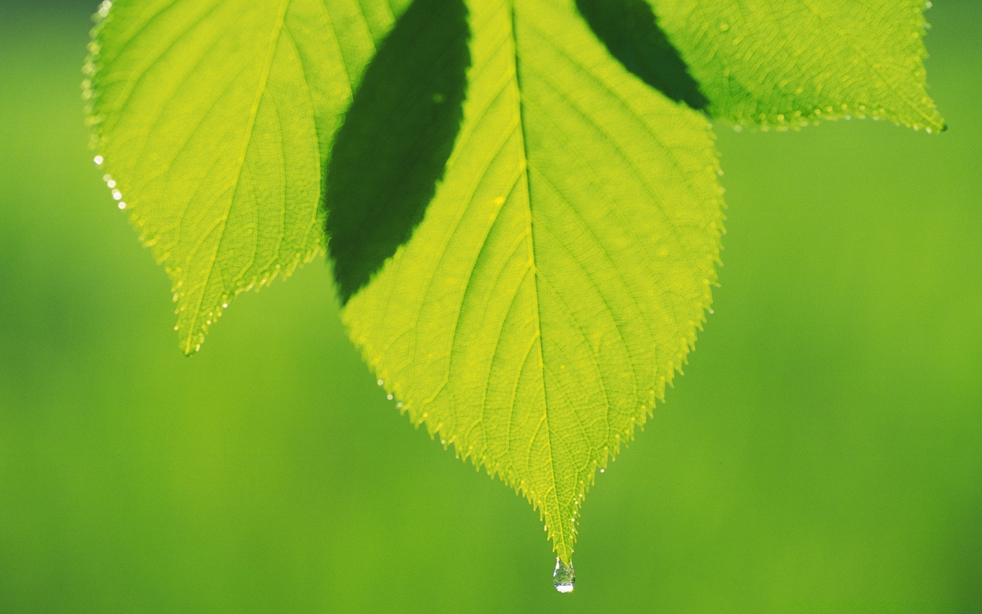 rośliny liść natura wzrost flora jasny lato bujny ekologia rosa czystość deszcz środowiska