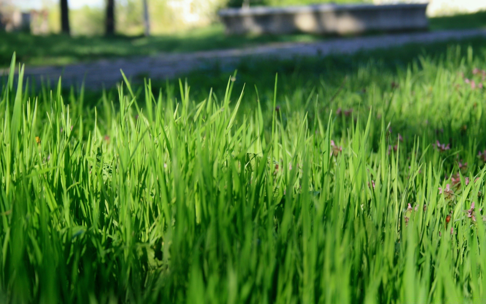 plantes herbe pelouse croissance champ luxuriante foin été flore jardin gazon cour feuille lame sol environnement nature rural ferme