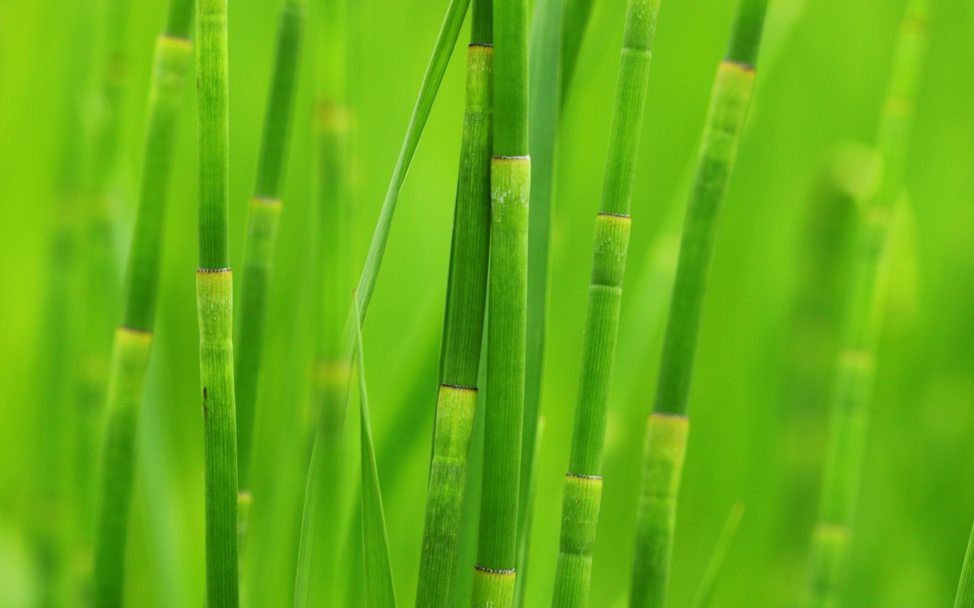 plantas orvalho exuberante crescimento folha lâmina grama flora chuva jardim queda gramado natureza ecologia molhado wheatgrass frescor gotas amanhecer