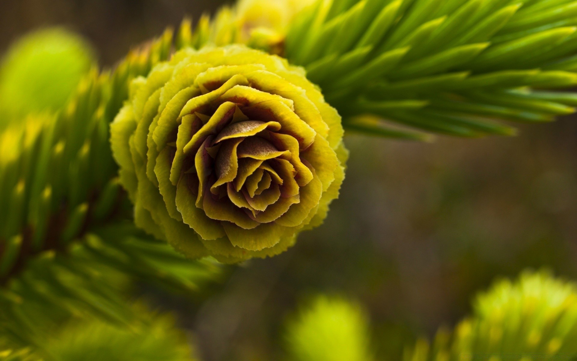 plants nature leaf flora tree close-up outdoors summer garden flower color wood