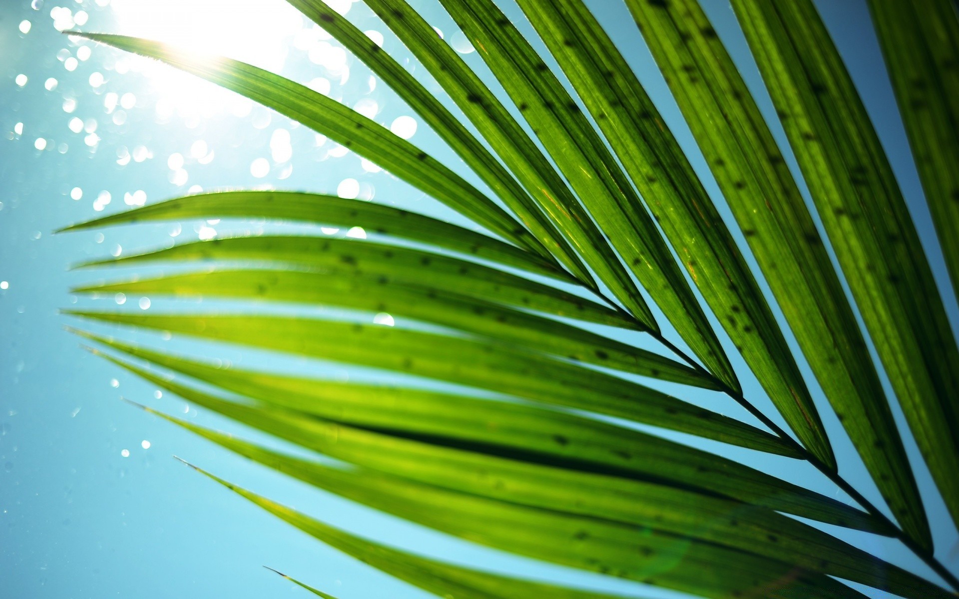 droplets and water leaf nature flora growth tropical summer palm lush tree frond rain environment desktop outdoors