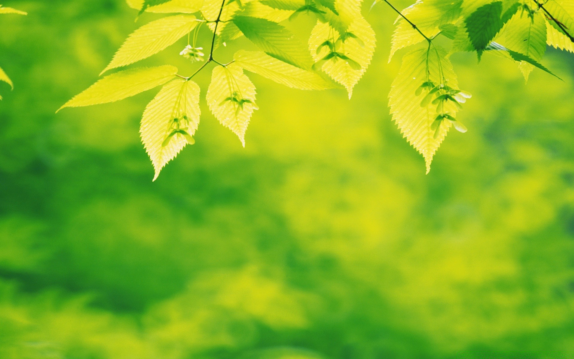 植物 叶 自然 植物群 生长 夏季 花园 郁郁葱葱 明亮 环境 户外 生态 季节 树木 新鲜 好天气 颜色 桌面