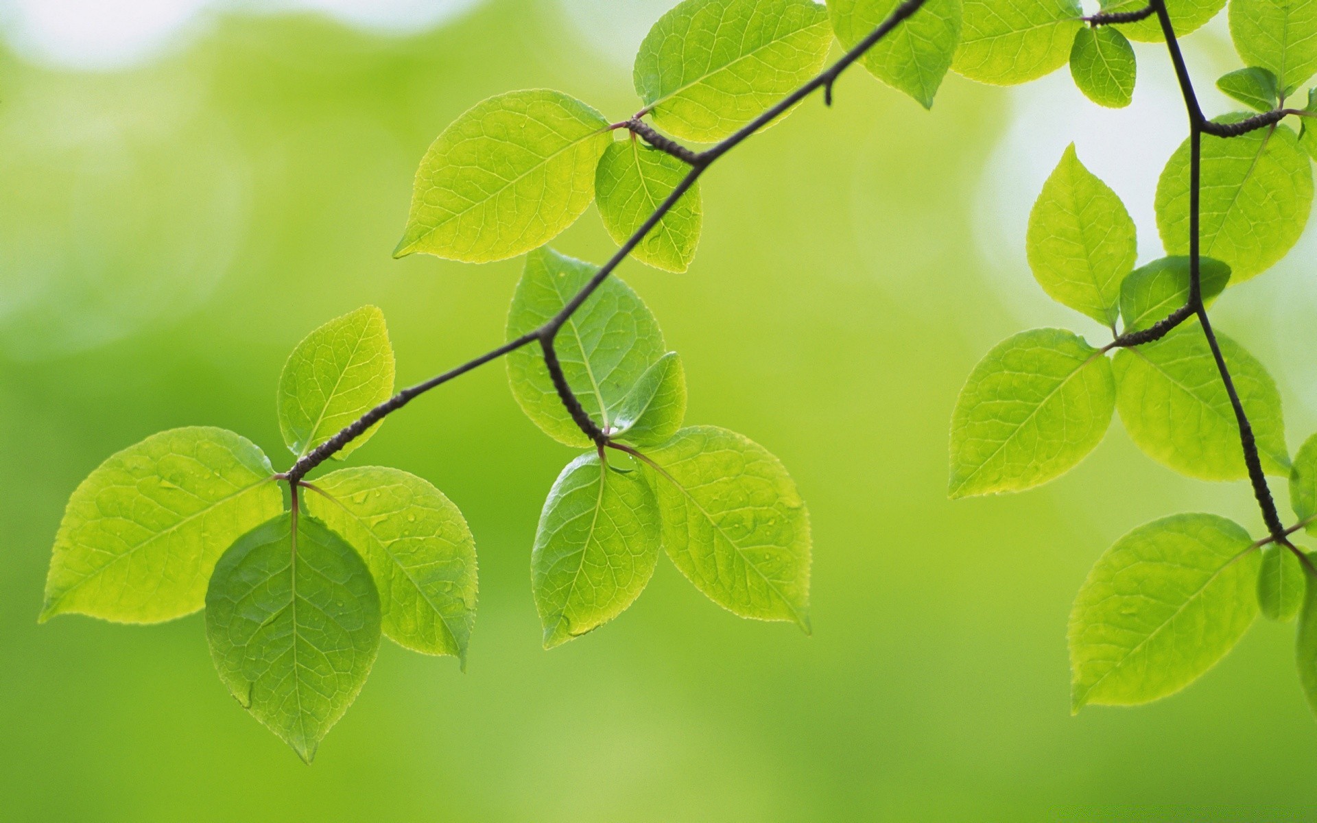 पौधों पत्ती विकास वनस्पति प्रकृति रसीला पारिस्थितिकी उद्यान पर्यावरण ताजगी गर्मी उज्ज्वल पेड़ शाखा बंद हुआ ओस पर्यावरण साफ-सफाई डेस्कटॉप भूसी