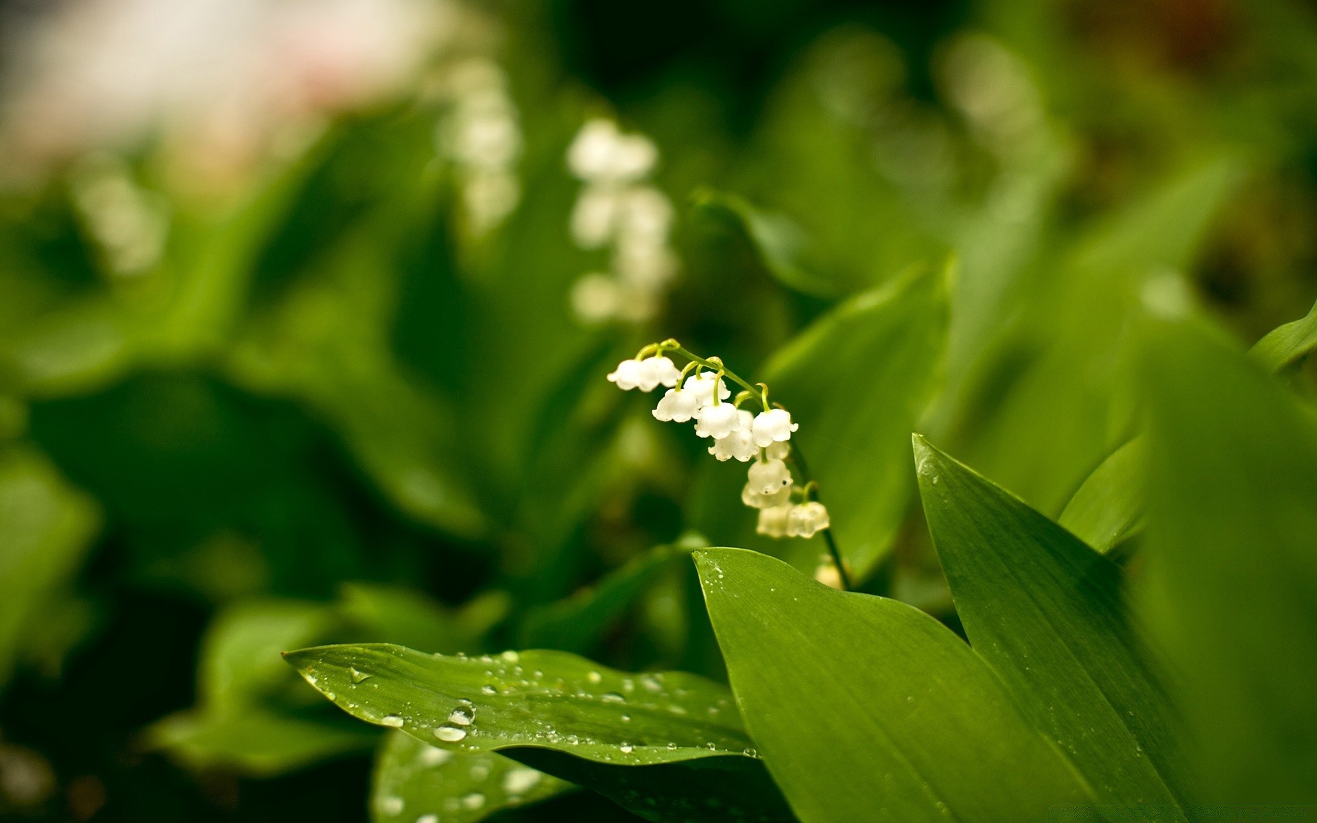 plantas folha natureza flora jardim flor crescimento verão ao ar livre