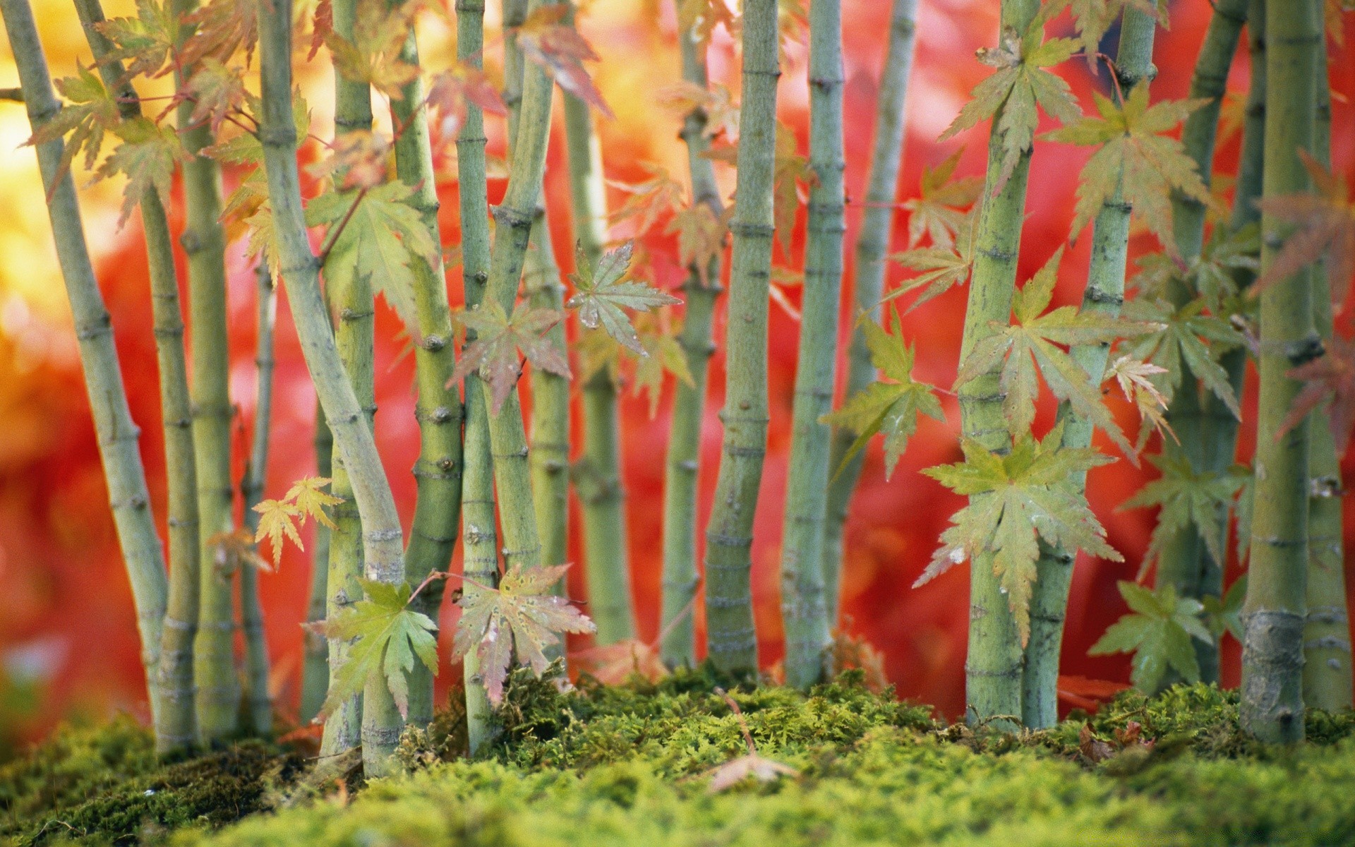 piante foglia natura giardino flora crescita di bambù all aperto di estate di legno di colore del fiore luminoso stagione albero