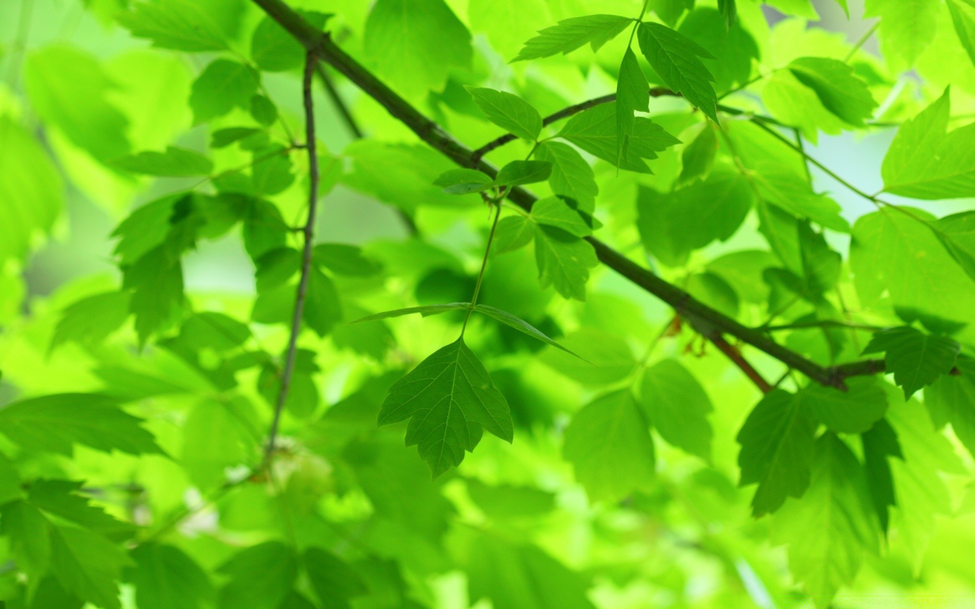 plantas hoja crecimiento naturaleza flora exuberante verano brillante ecología frescura buen tiempo al aire libre jardín medio ambiente rama sol árbol