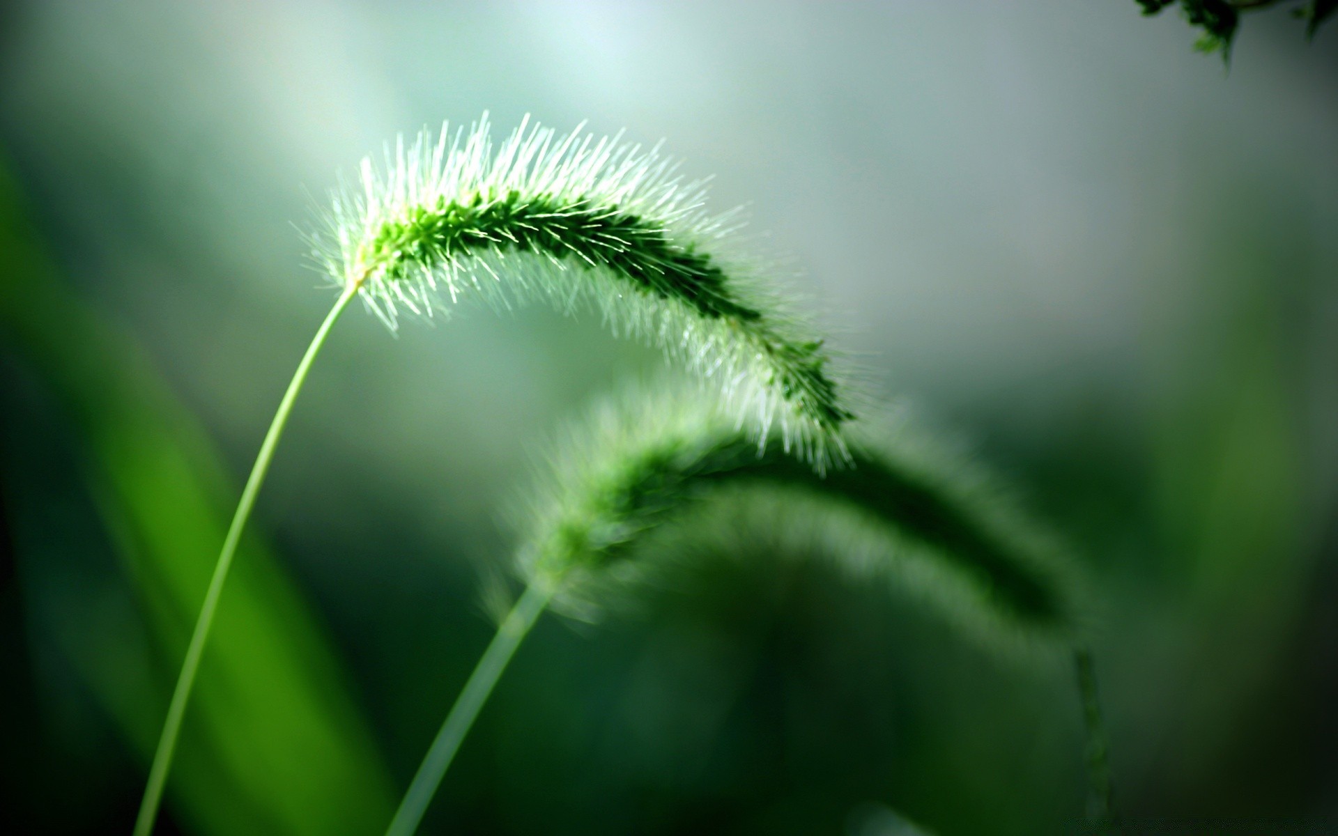 bitkiler doğa yaprak flora büyüme çimen yaz ortamlar bahçe çiçek açık havada yakın çekim bulanıklık