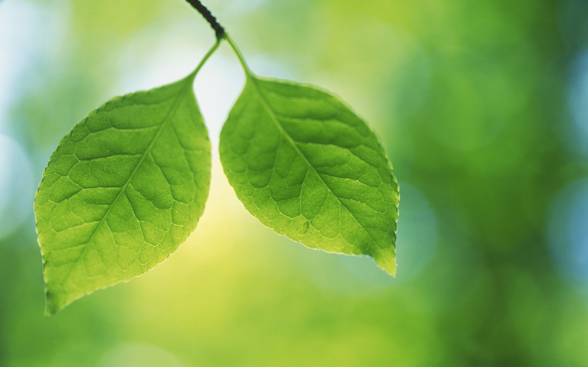 plantes feuille nature flore croissance luxuriante pluie été fraîcheur rosée jardin ecologie