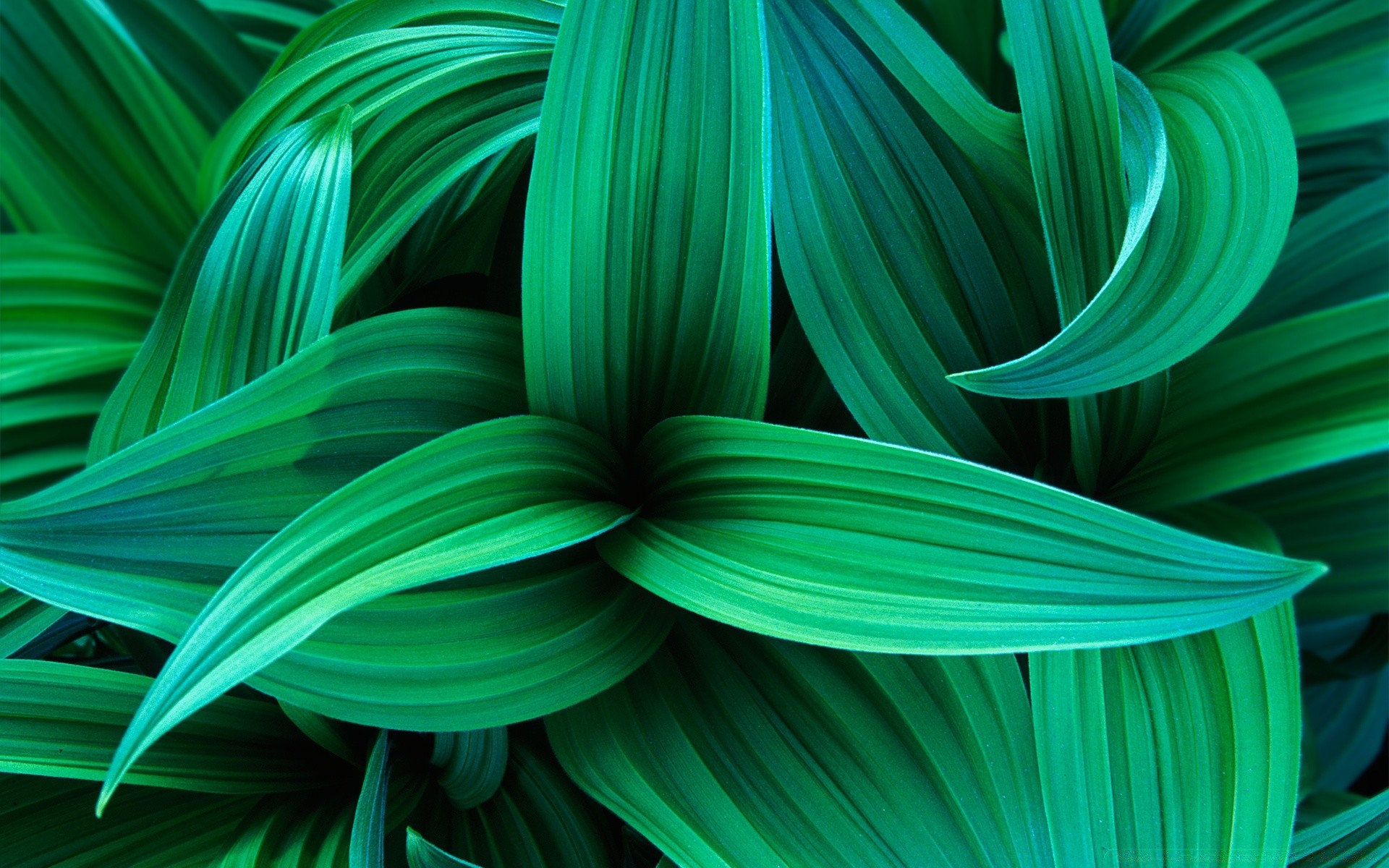 plantas abstracto textura escritorio gráfico diseño color hoja arte patrón