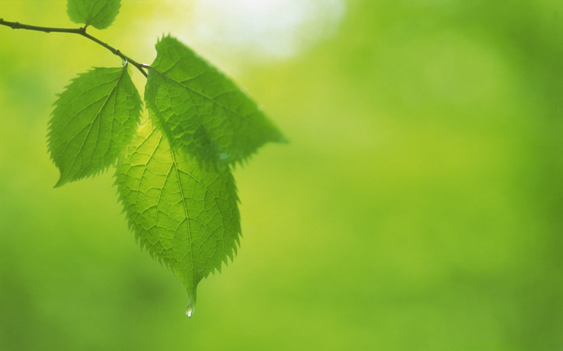 rośliny liść natura wzrost flora lato bujny ekologia środowisko deszcz ogród jasny na zewnątrz rozmycie trawa