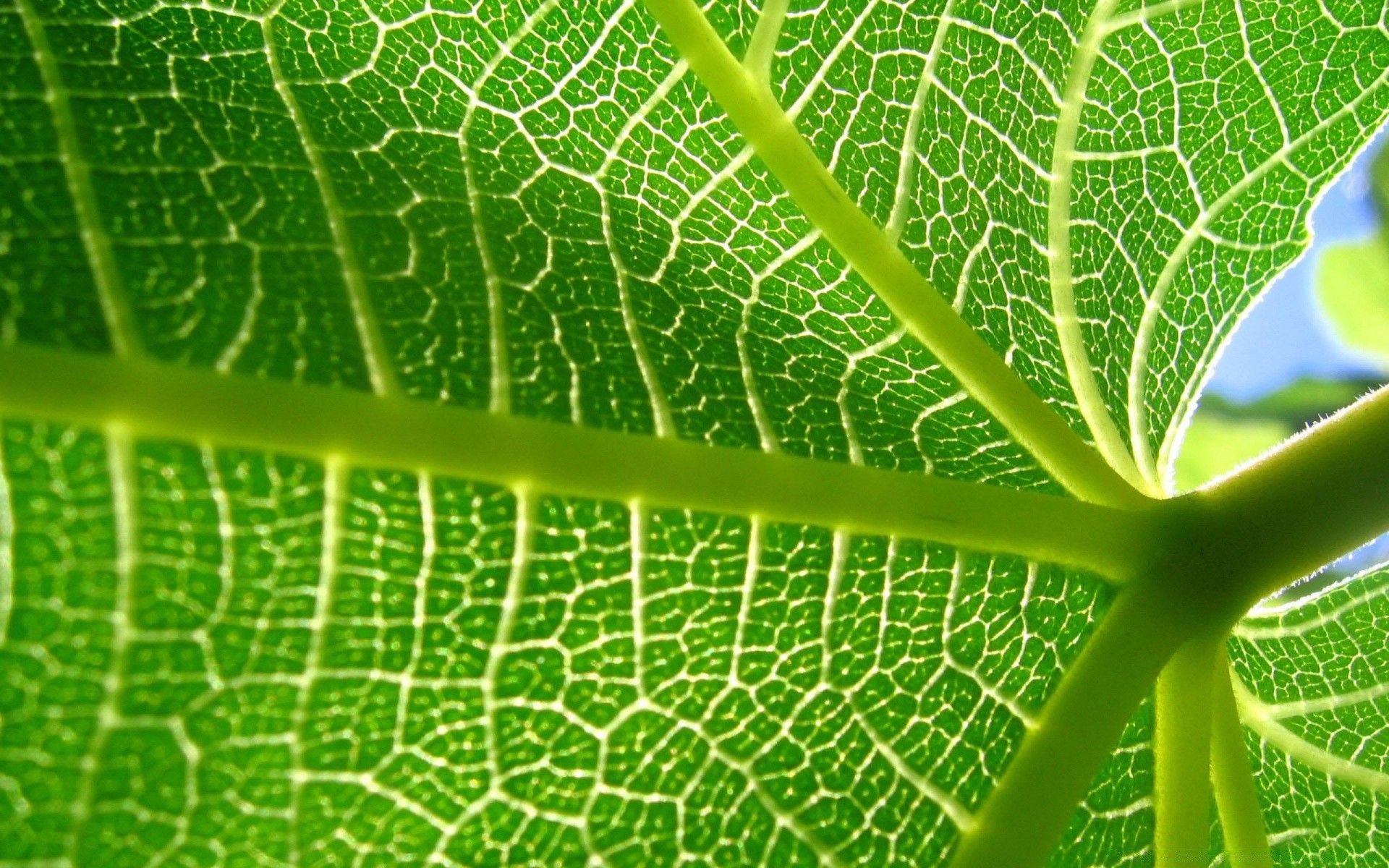 rośliny liść flora rosa wzrost fotosynteza natura żyły ogród pulpit spadek deszcz ekologia tekstura środowisko jasny świeżość zbliżenie wzór kolor