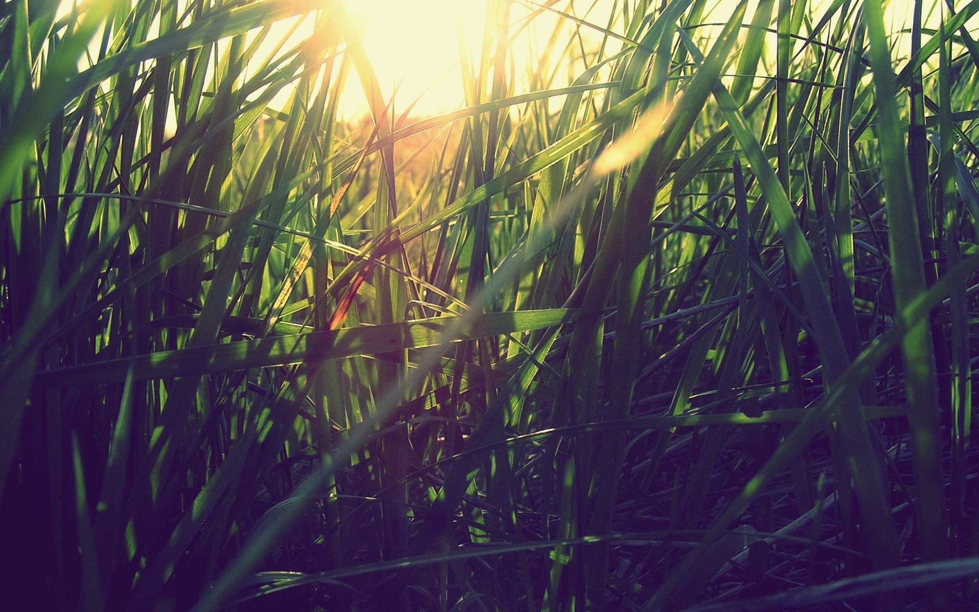 plants water flora grass nature garden environment desktop growth leaf summer sun fair weather outdoors color light lush tropical reed dawn