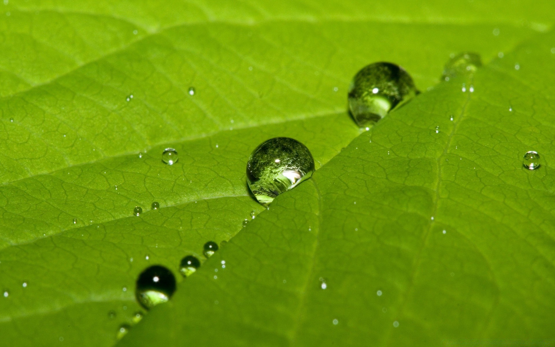 droplets and water dew rain leaf drop droplet wet nature purity flora water raindrop environment garden ecology