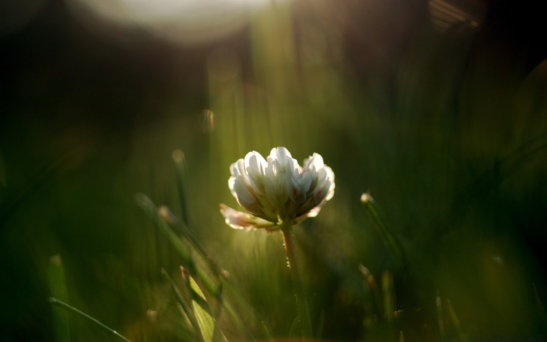 plants flower nature grass summer outdoors field sun garden fair weather hayfield blur flora dawn growth park light