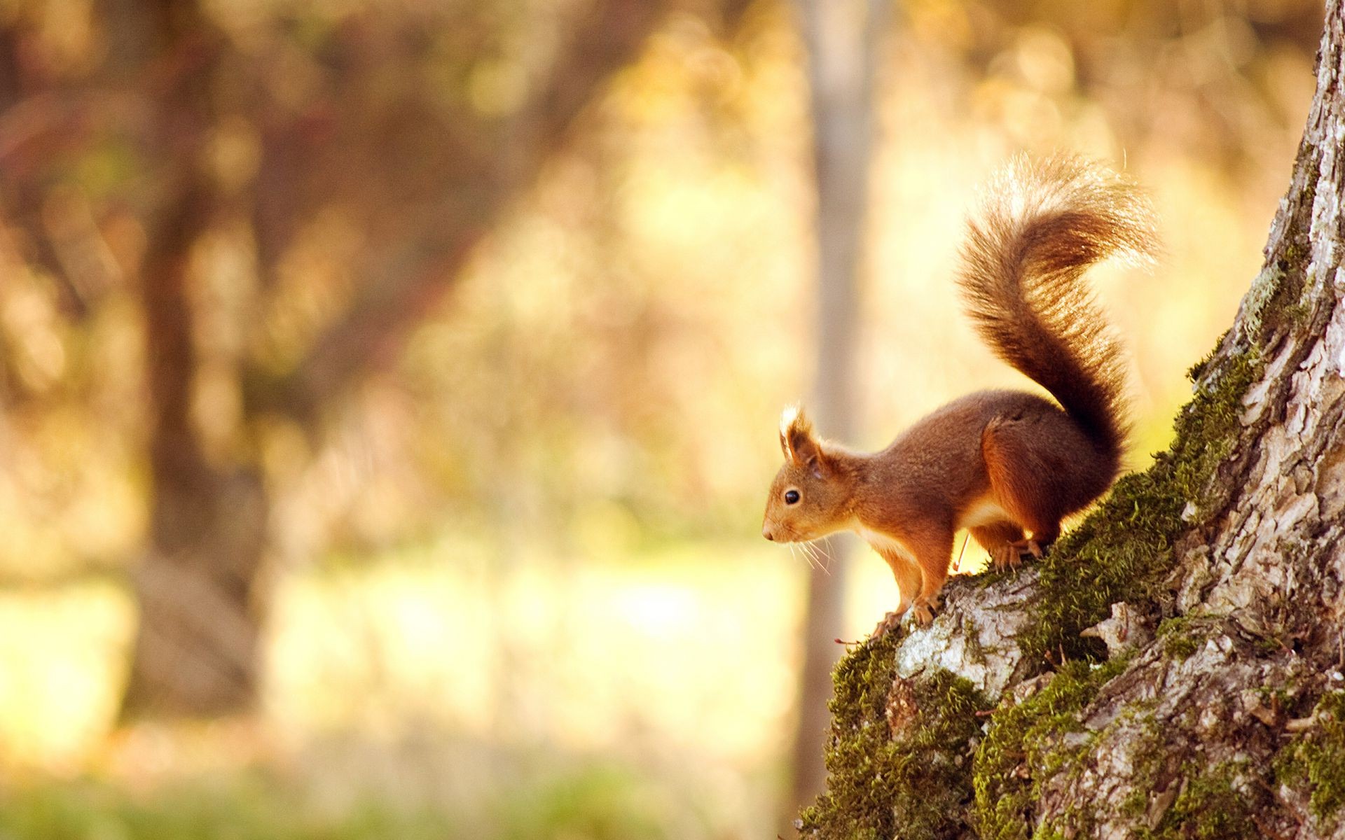 scoiattolo scoiattolo albero natura legno roditore mammifero dado autunno fauna selvatica all aperto pelliccia parco carino folto selvaggio scoiattolo animale