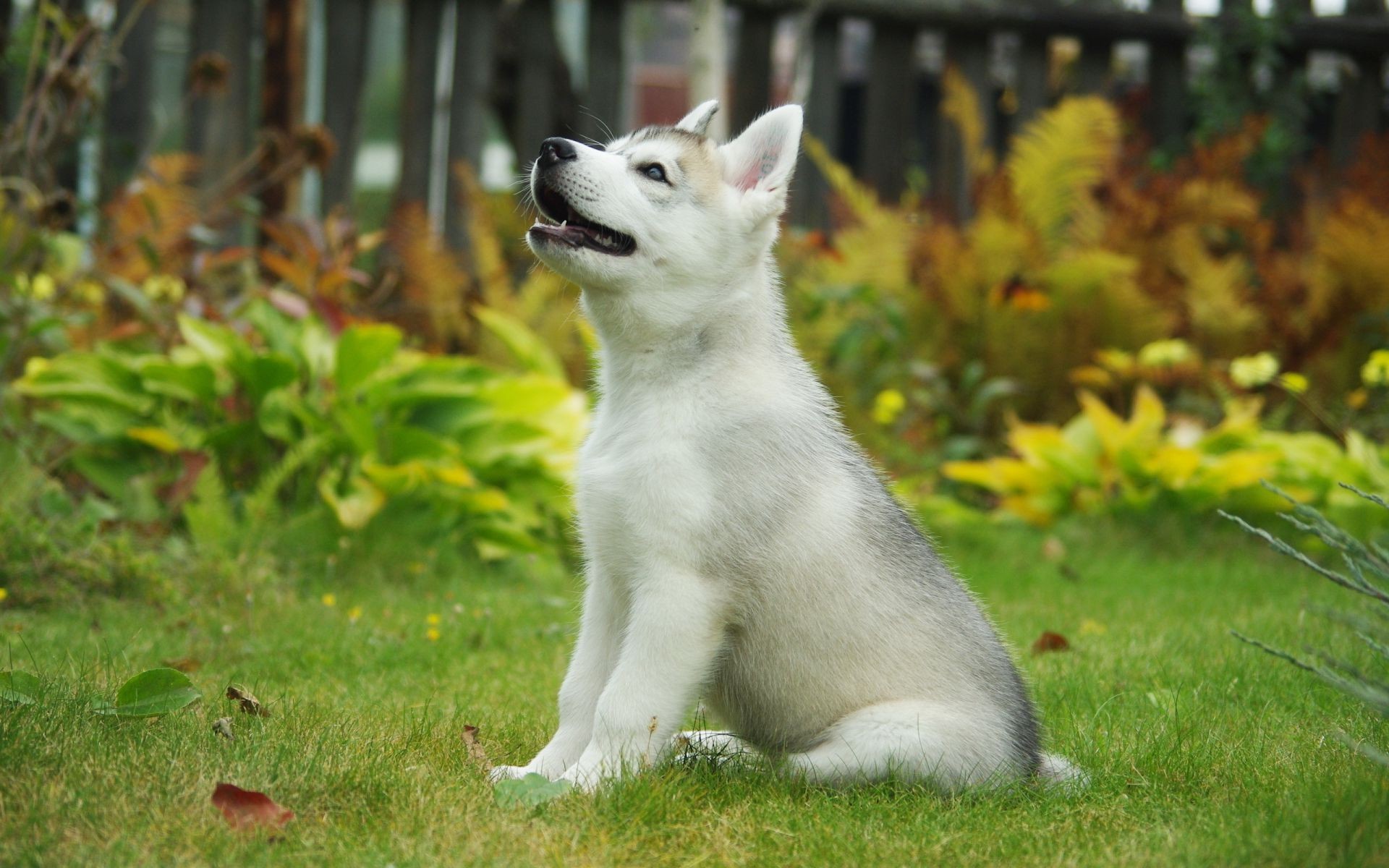 cane erba carino mammifero animale animale domestico natura ritratto all aperto cane domestico giovane